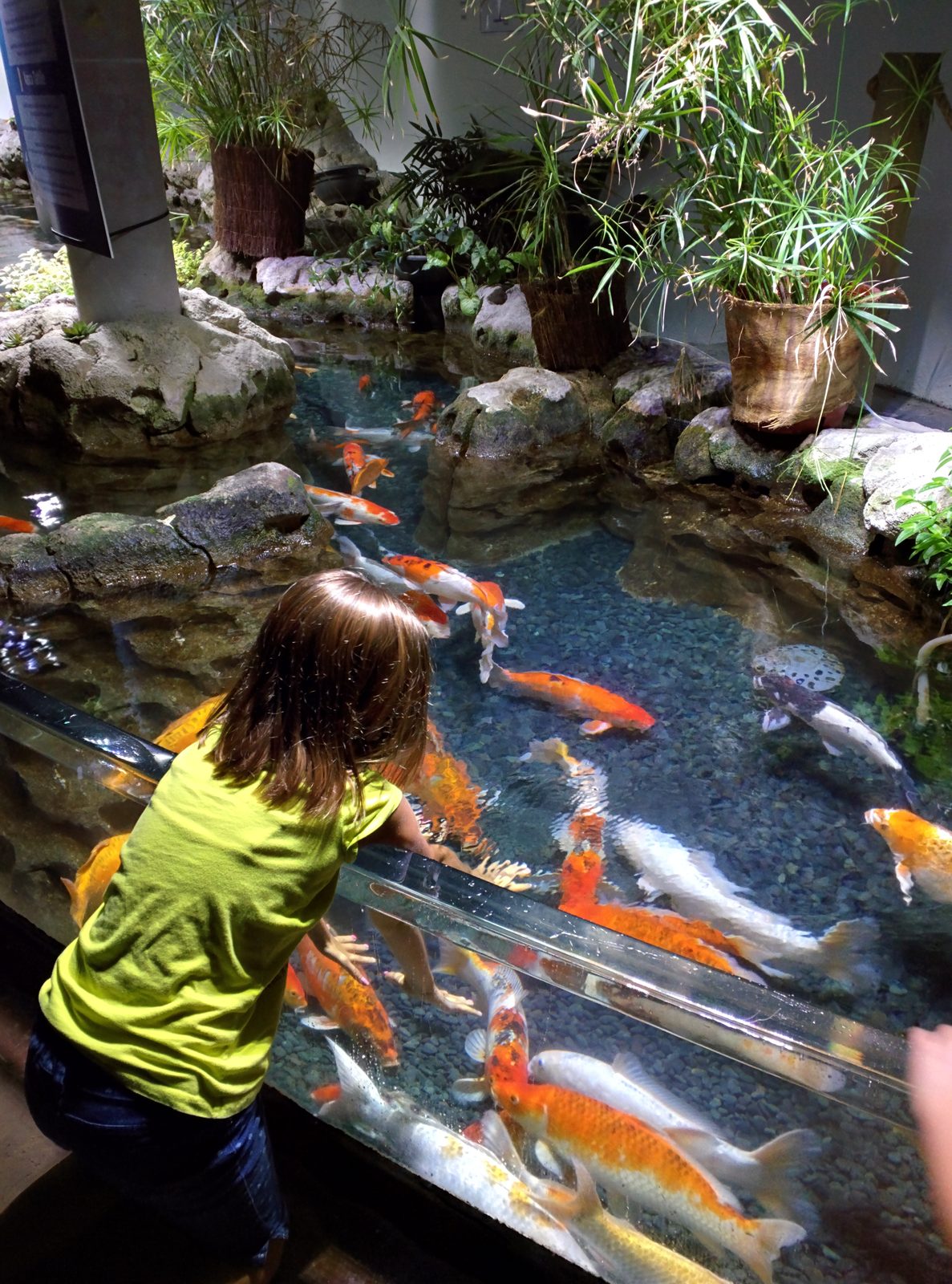 Reaching for the koi at the aquarium