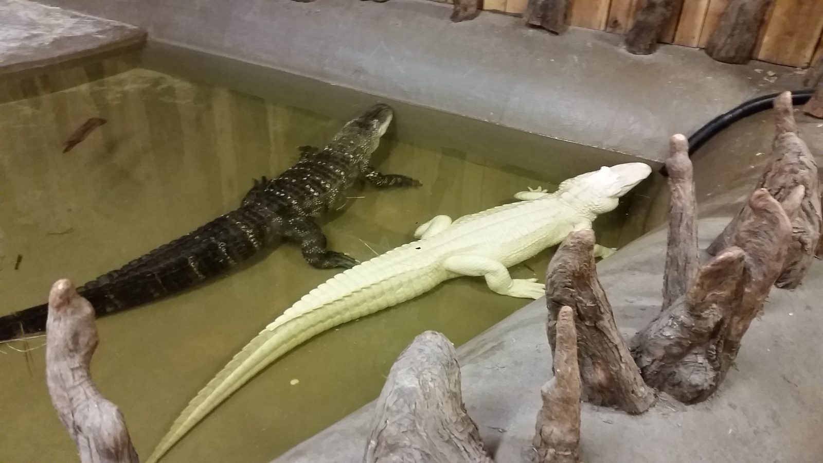 An albino alligator at the airboat dock