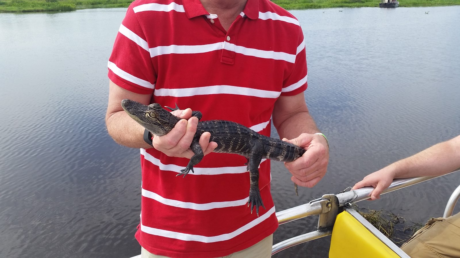 A baby alligator held out for the camera