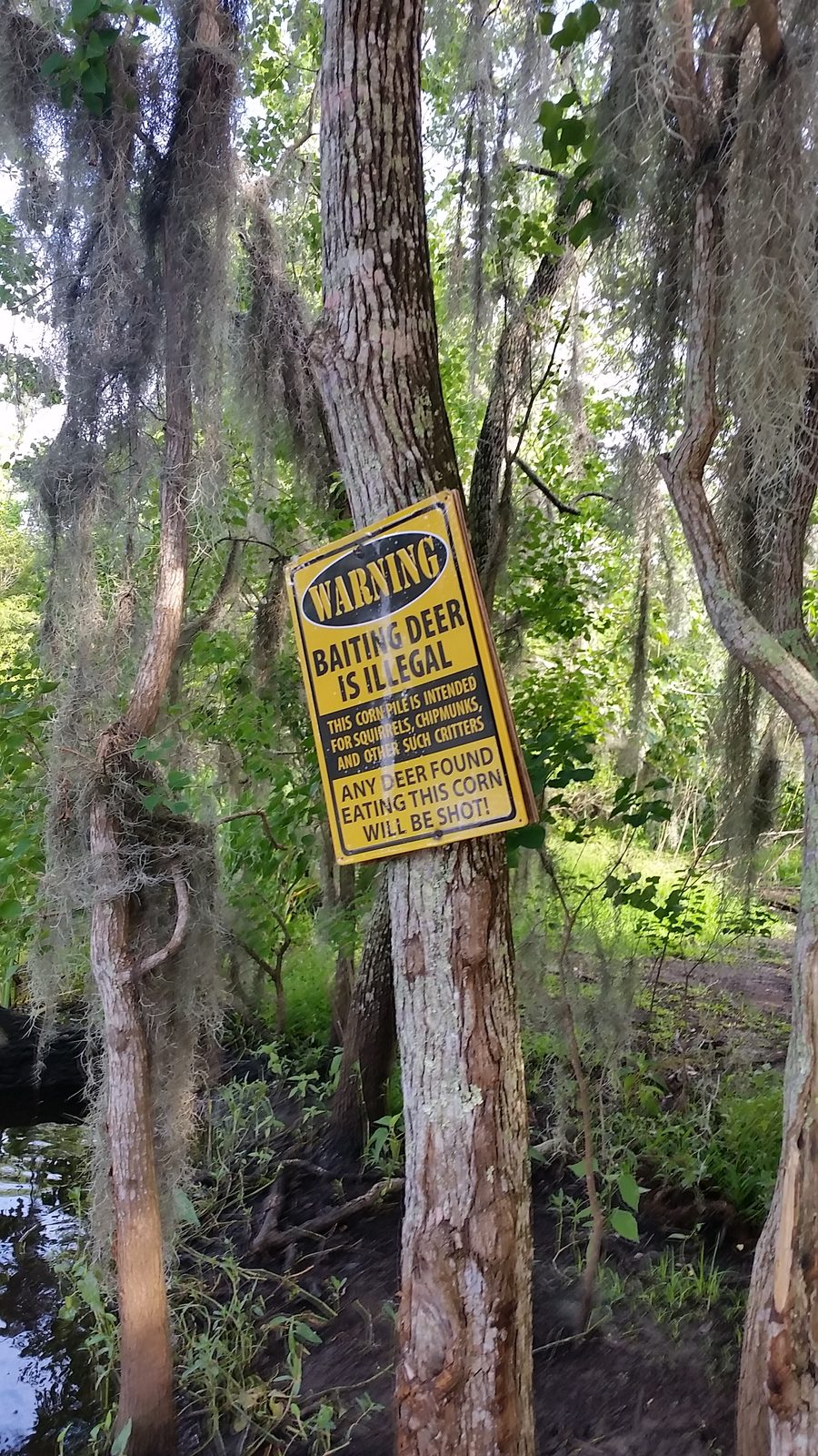 A no deer baiting sign on a swamp tree