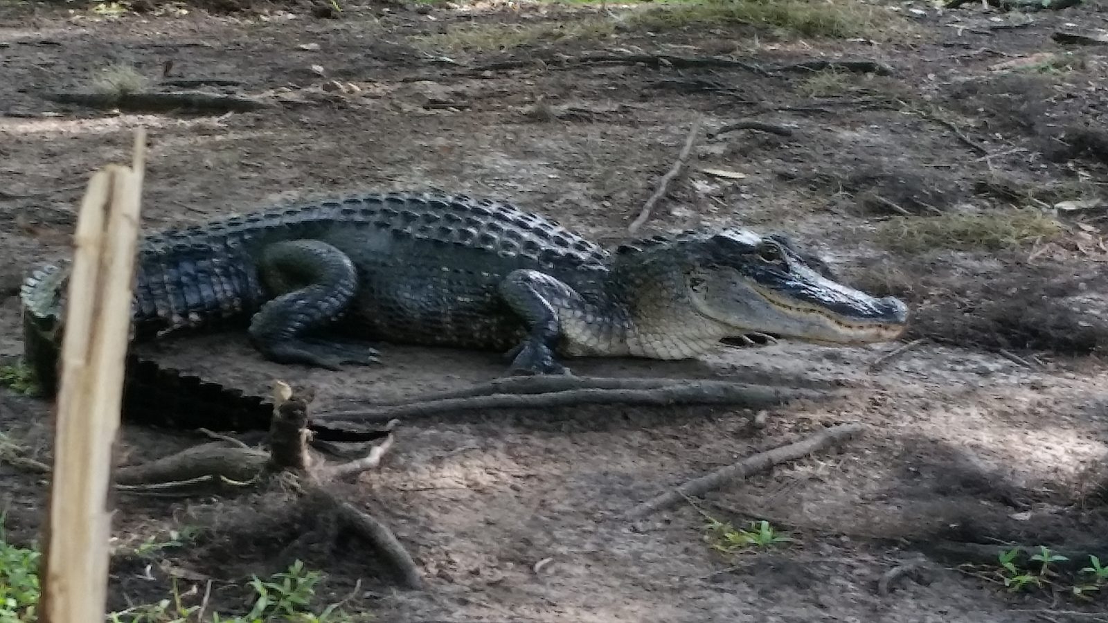 An alligator sunning on the bank