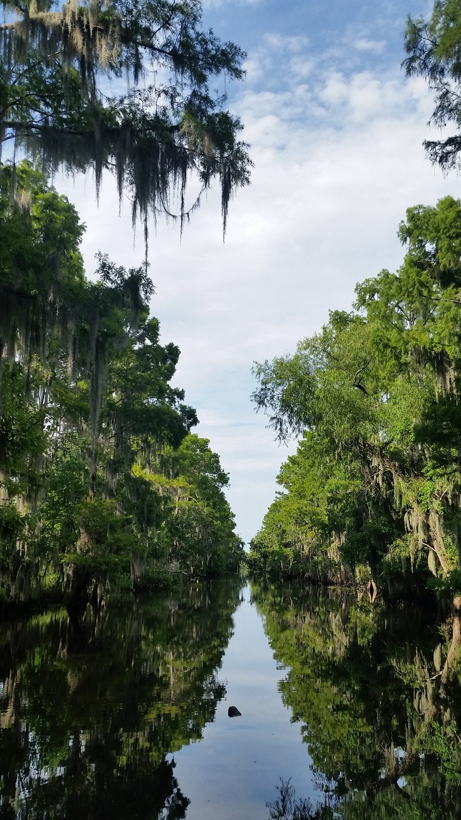 Cypress and Spanish moss over the water