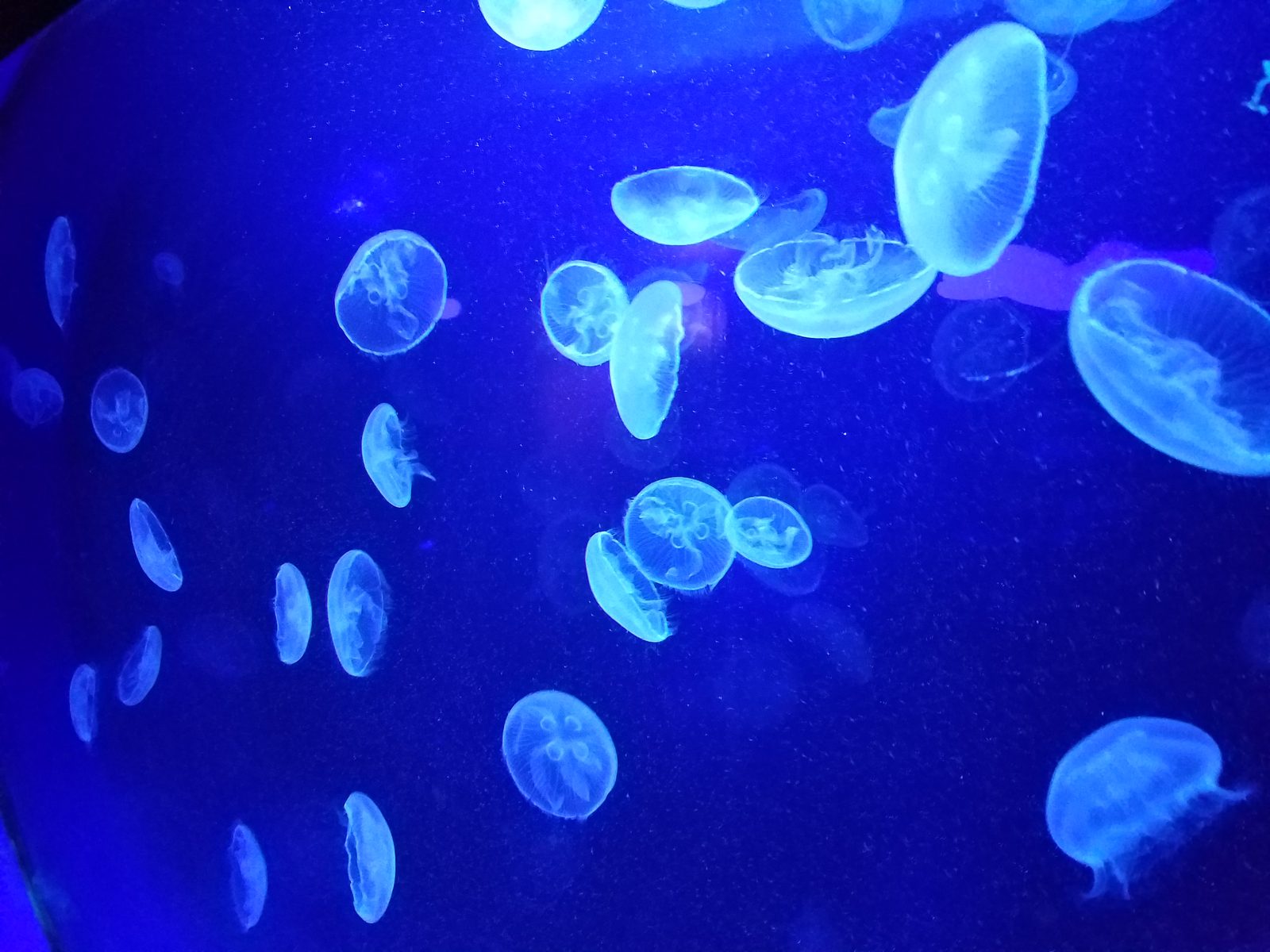 Jellyfish drifting at the Sea Life aquarium