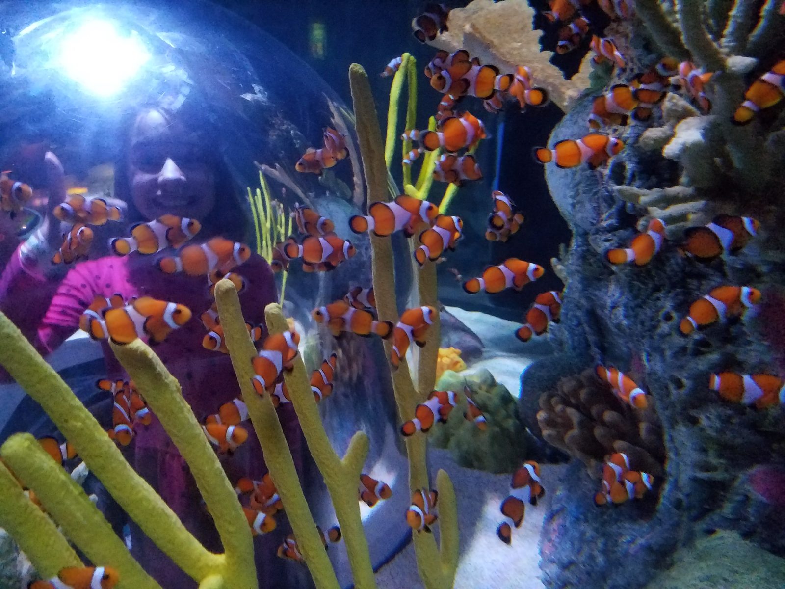 Clownfish swimming past the viewing bubble