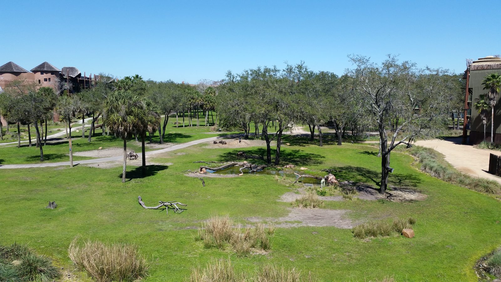 The savanna from Animal Kingdom Lodge