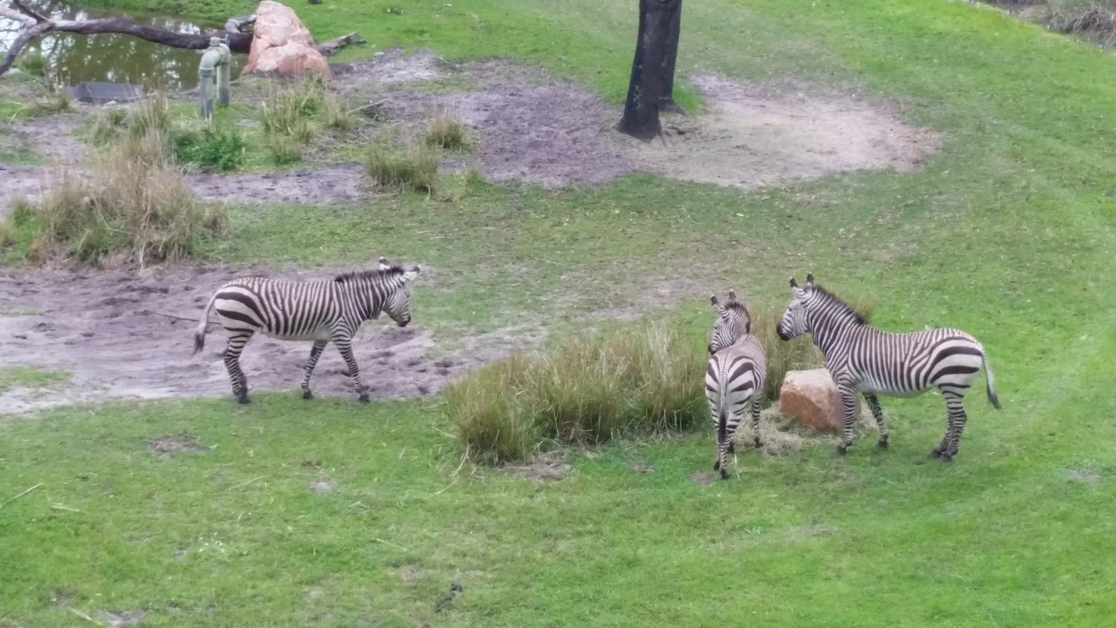 Zebras out on the savanna from our room