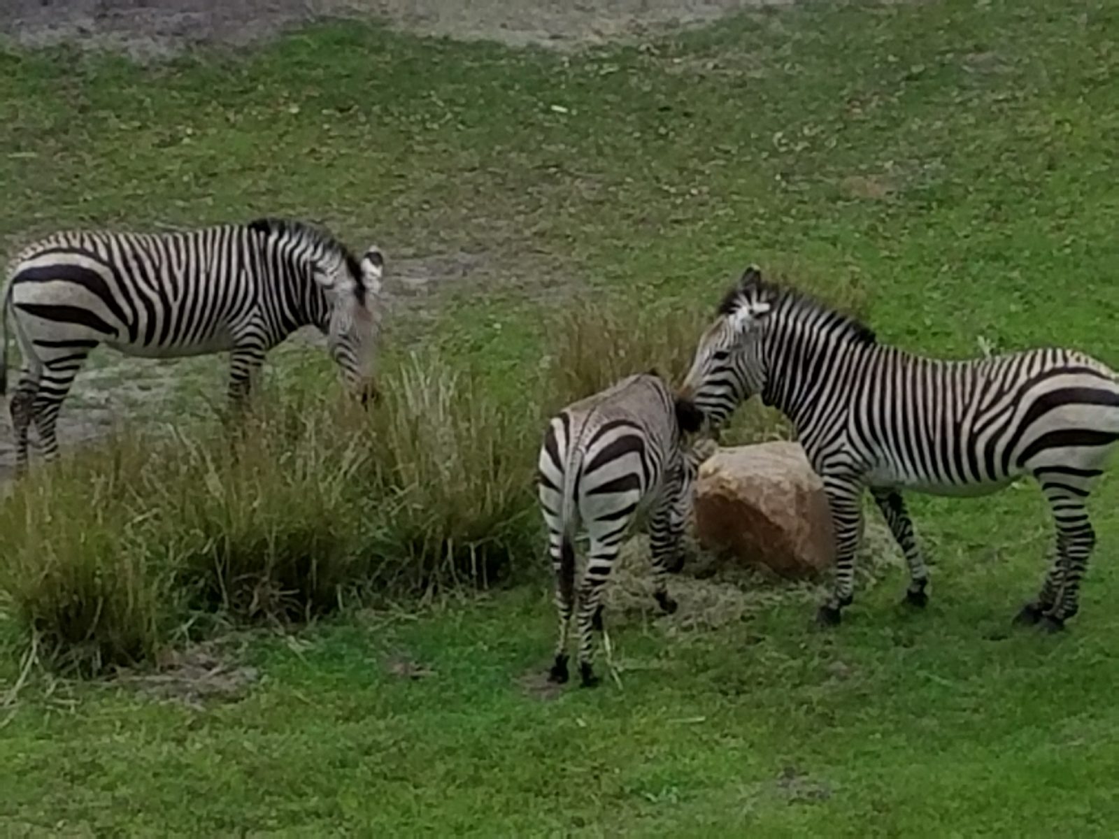 Photo: Disney's Animal Kingdom Lodge, FL, day 1