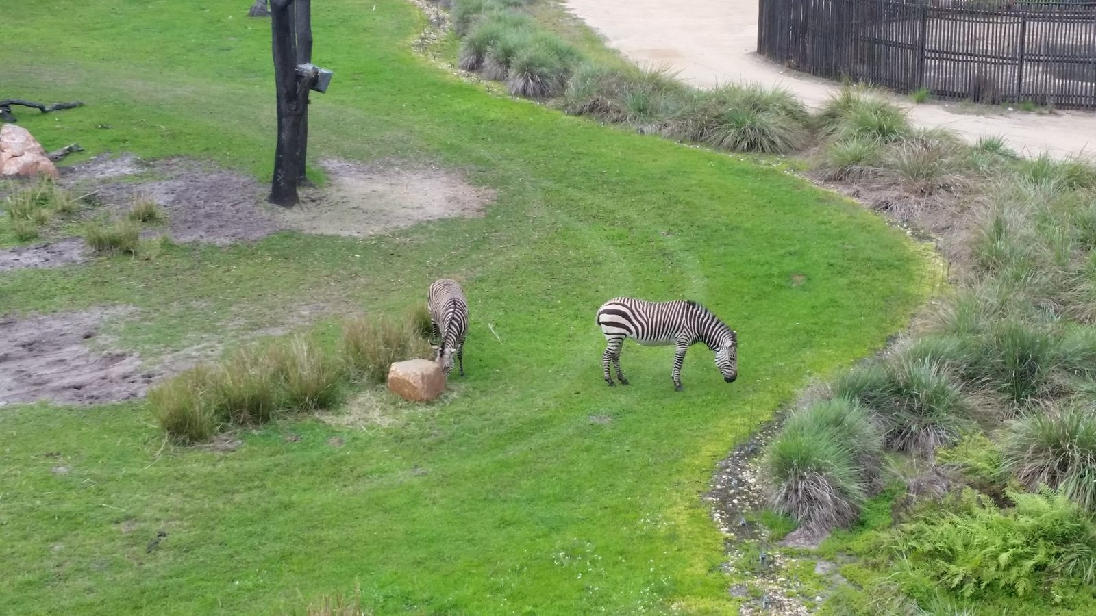 Zebras on the savanna from our balcony at Animal Kingdom Lodge