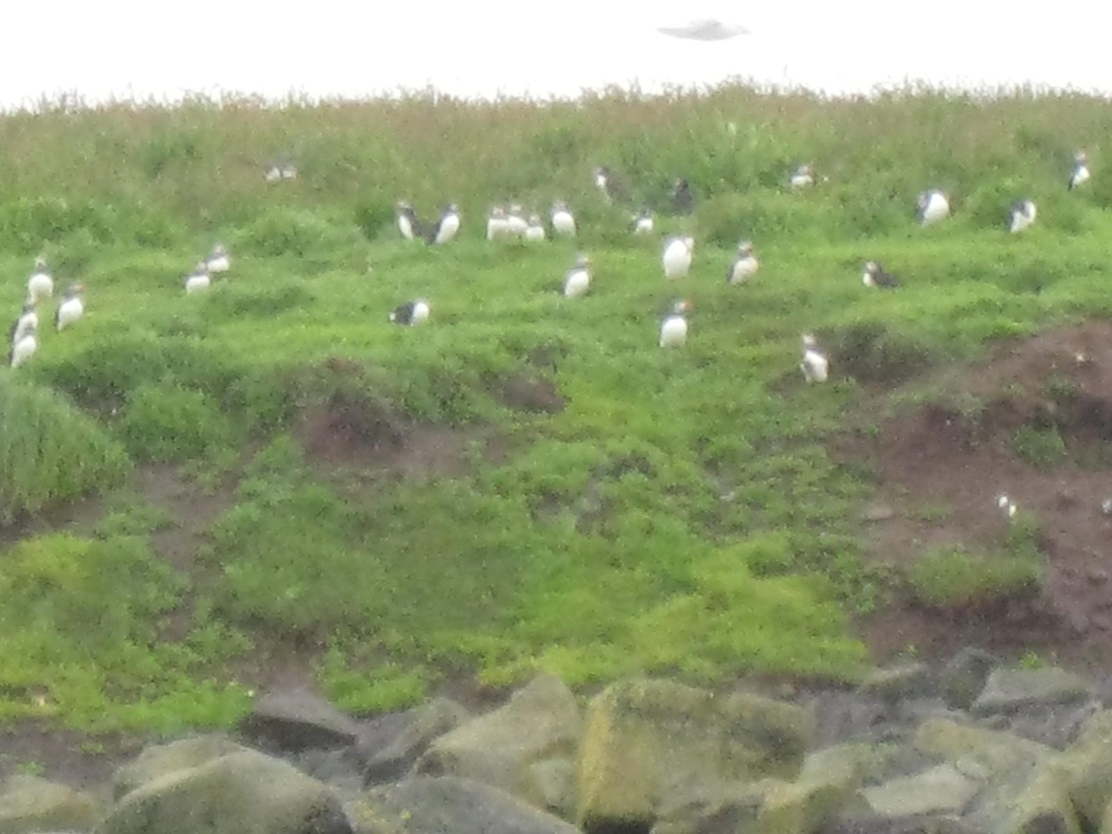 Puffins nesting all over Akurey