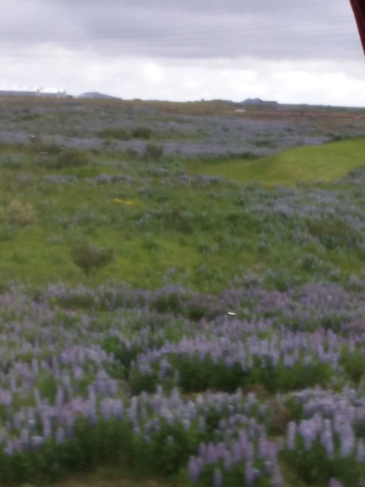 Lupine blooming along the road into town