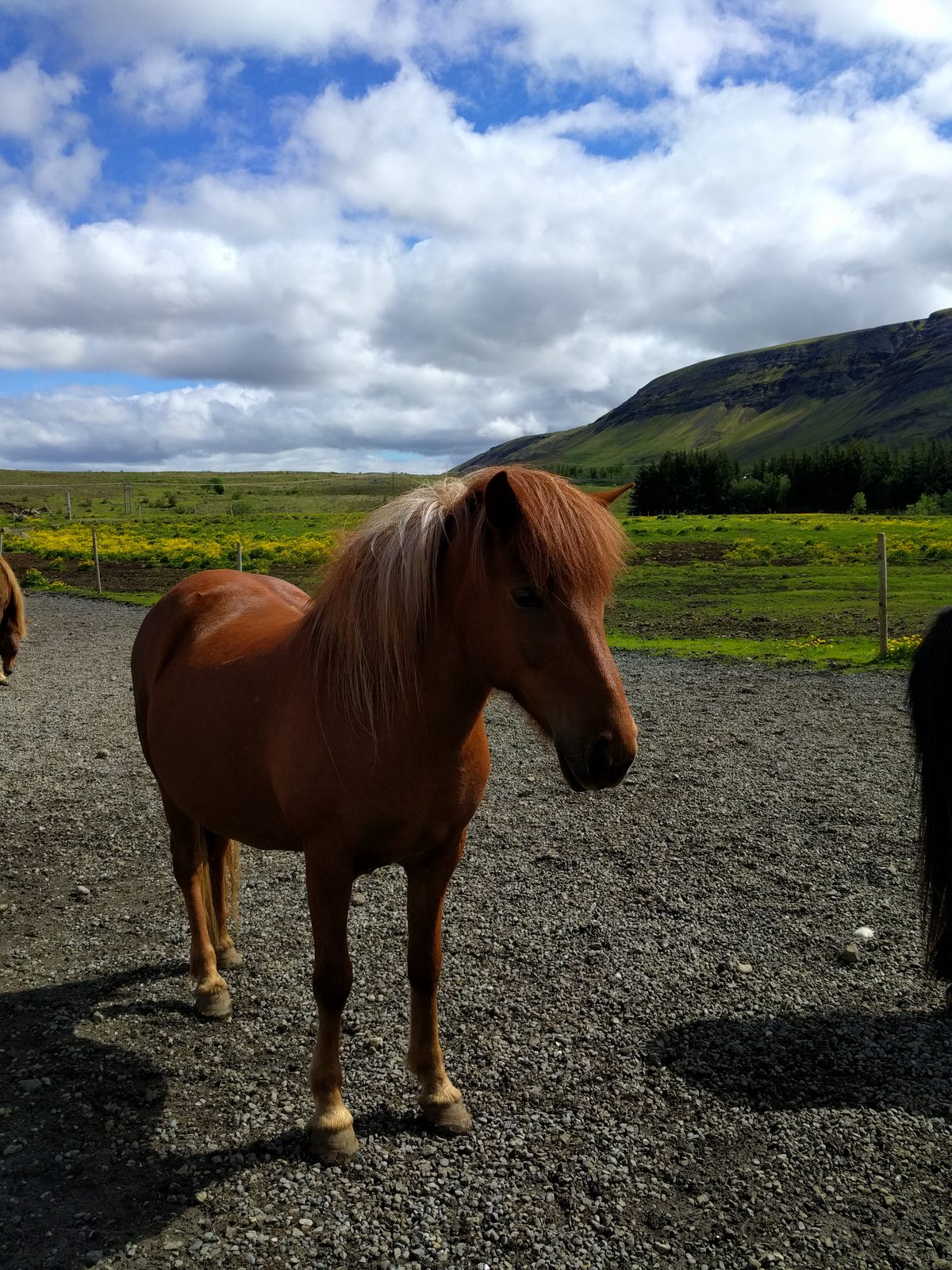 An Icelandic horse at Laxnes horse farm