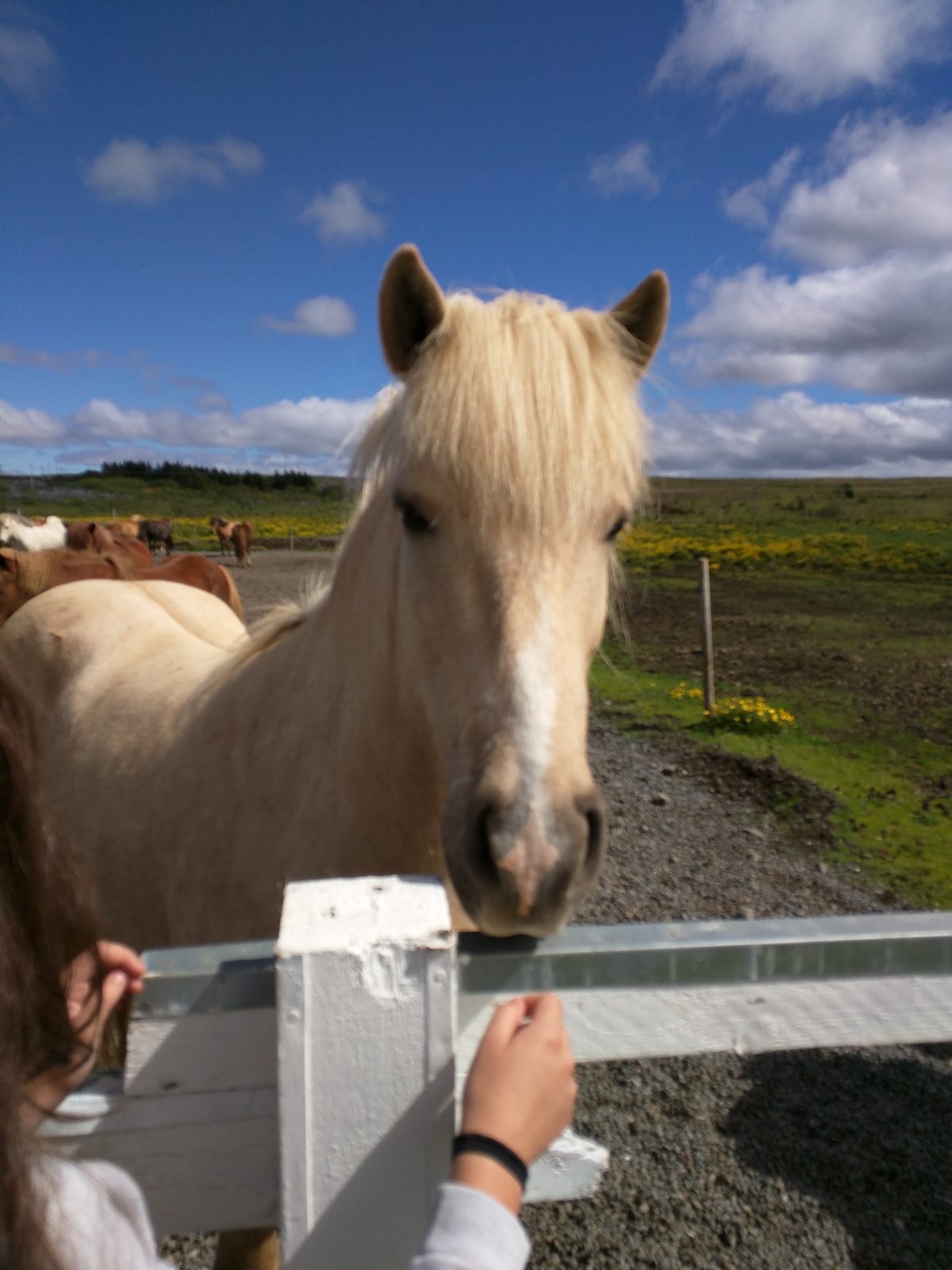 An Icelandic horse comes to the fence at Laxnes