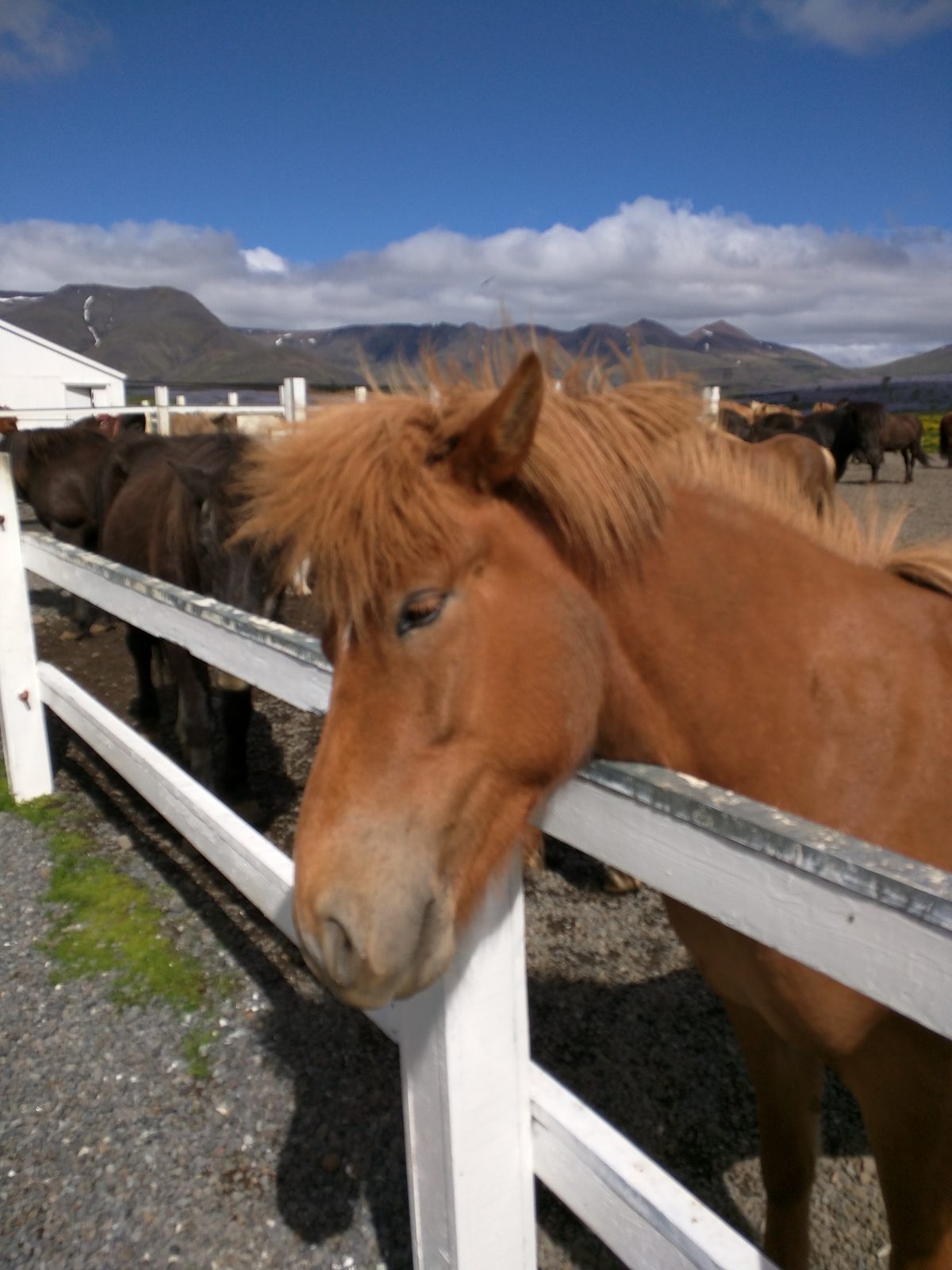 Feeding the Icelandic horses
