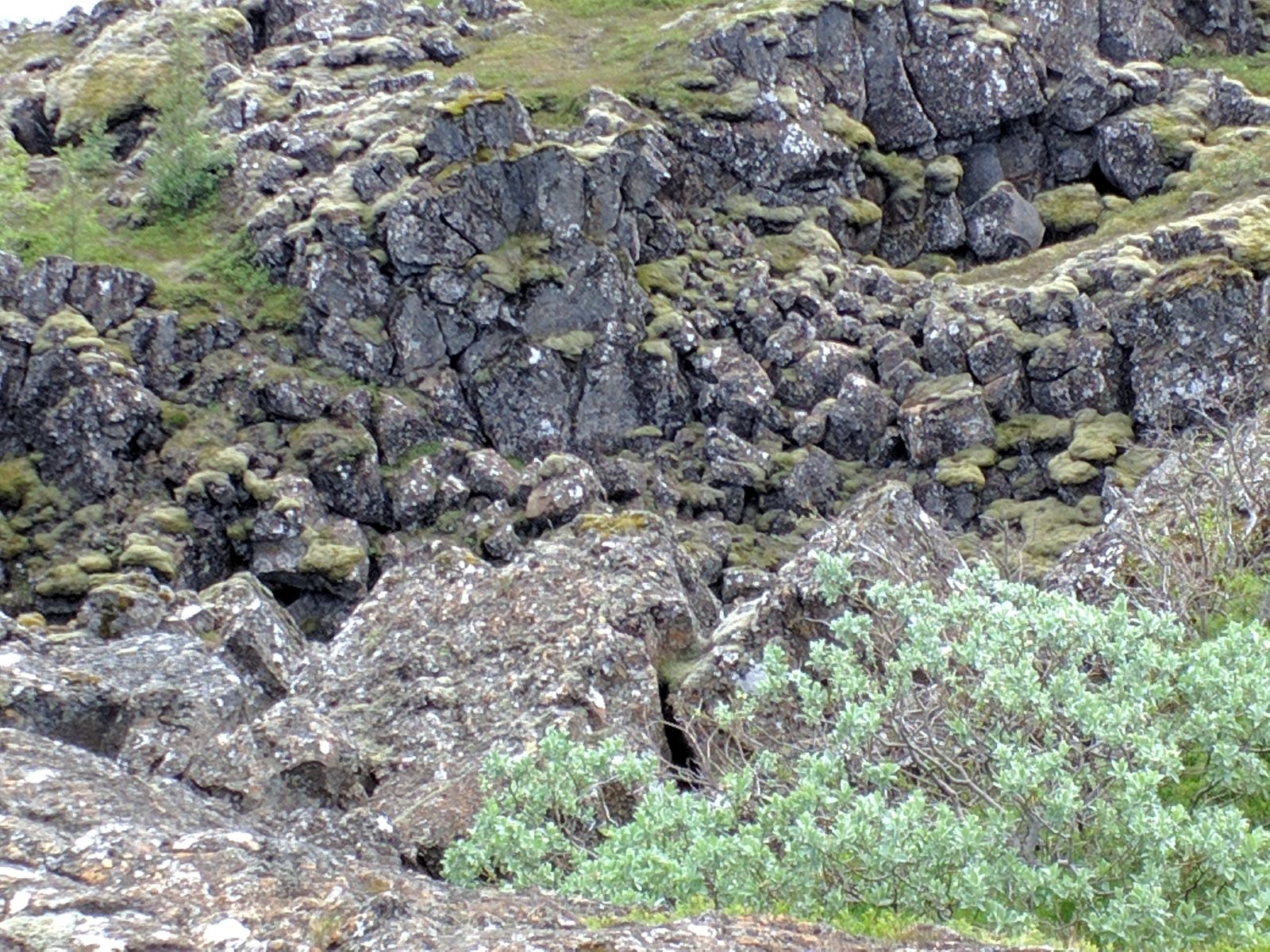 Mossy lava rock at Þingvellir