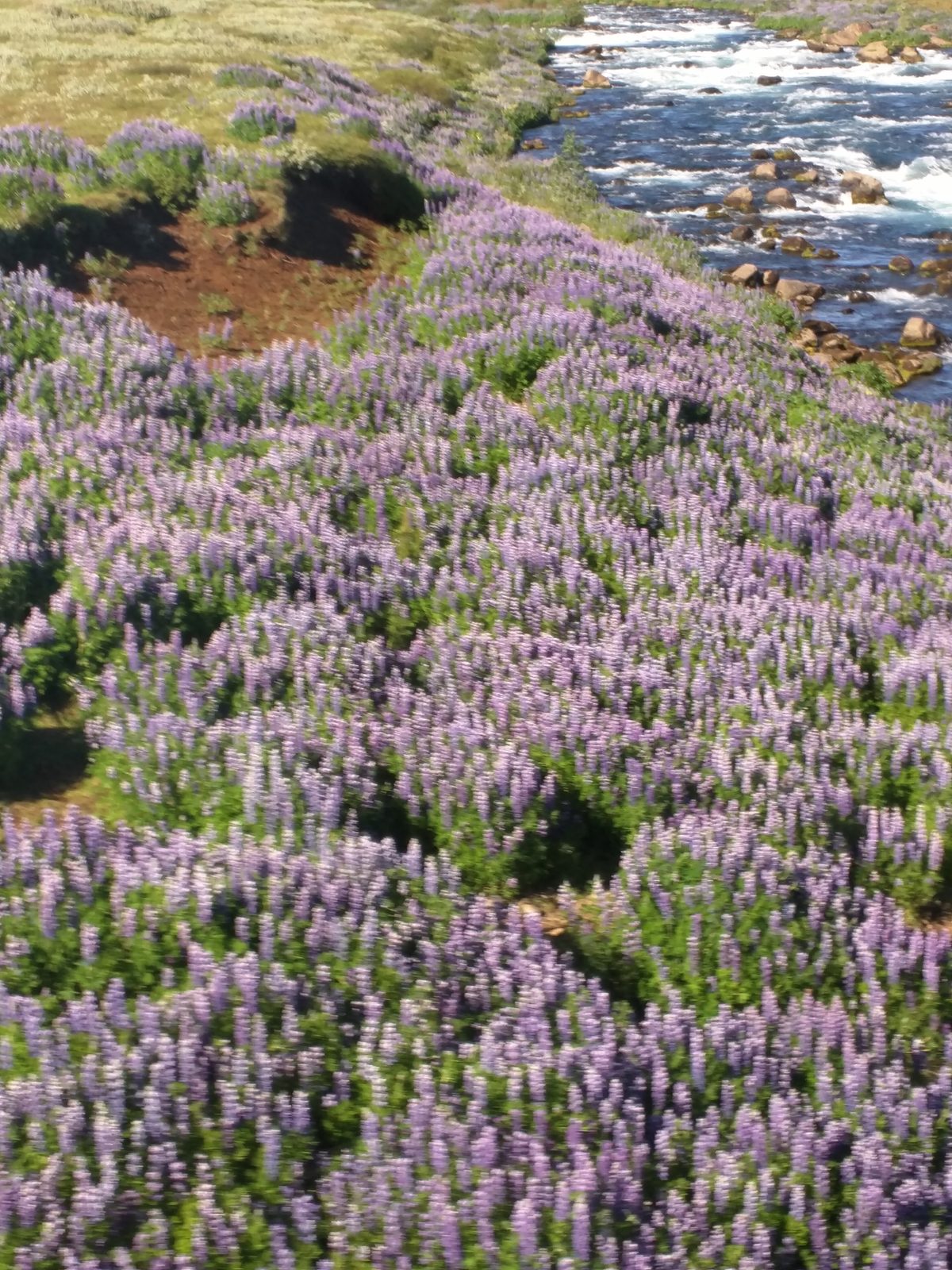 Lupine fields along the river on the drive back