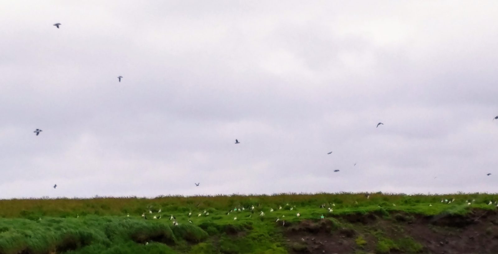 Birds wheeling over the grass on Akurey