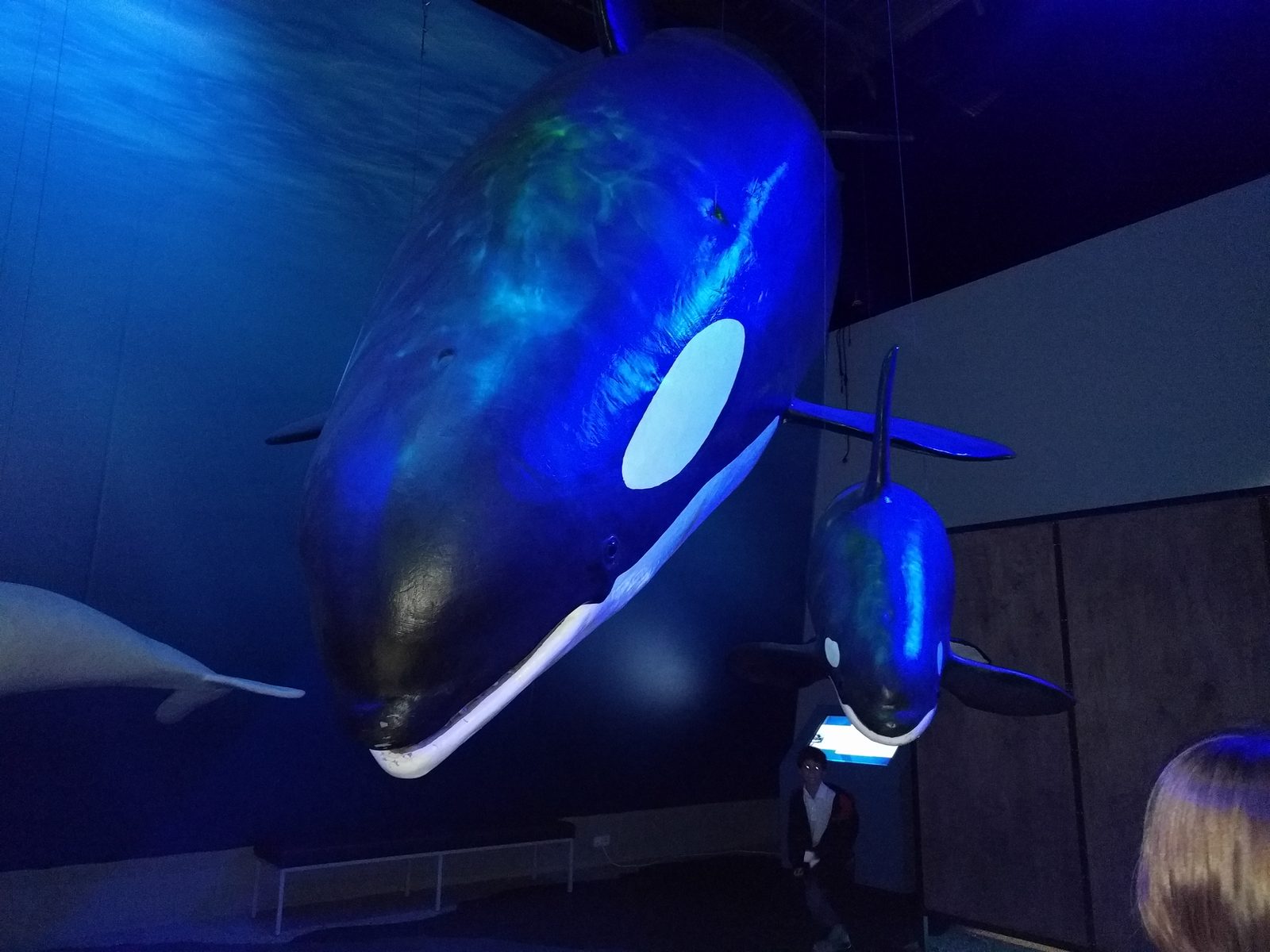 Life-size whale models overhead