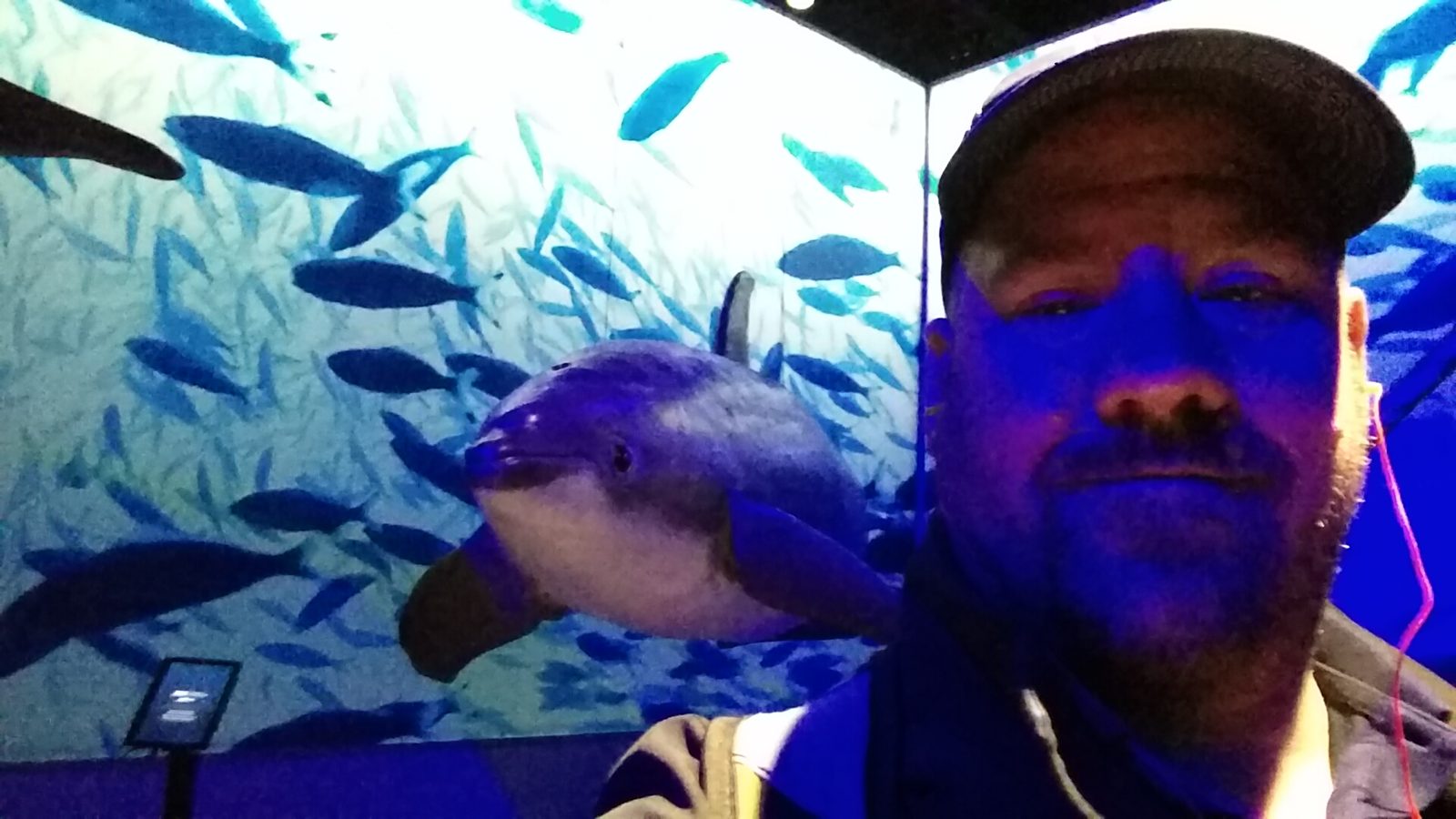 Me with a life-size dolphin at Whales of Iceland