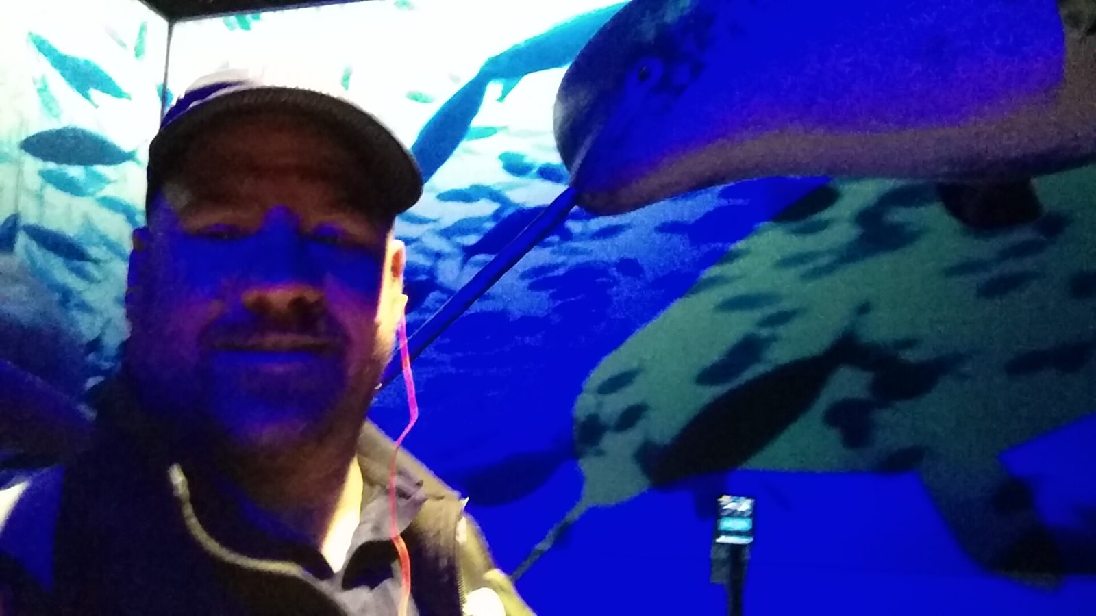 Me under the whales at Whales of Iceland