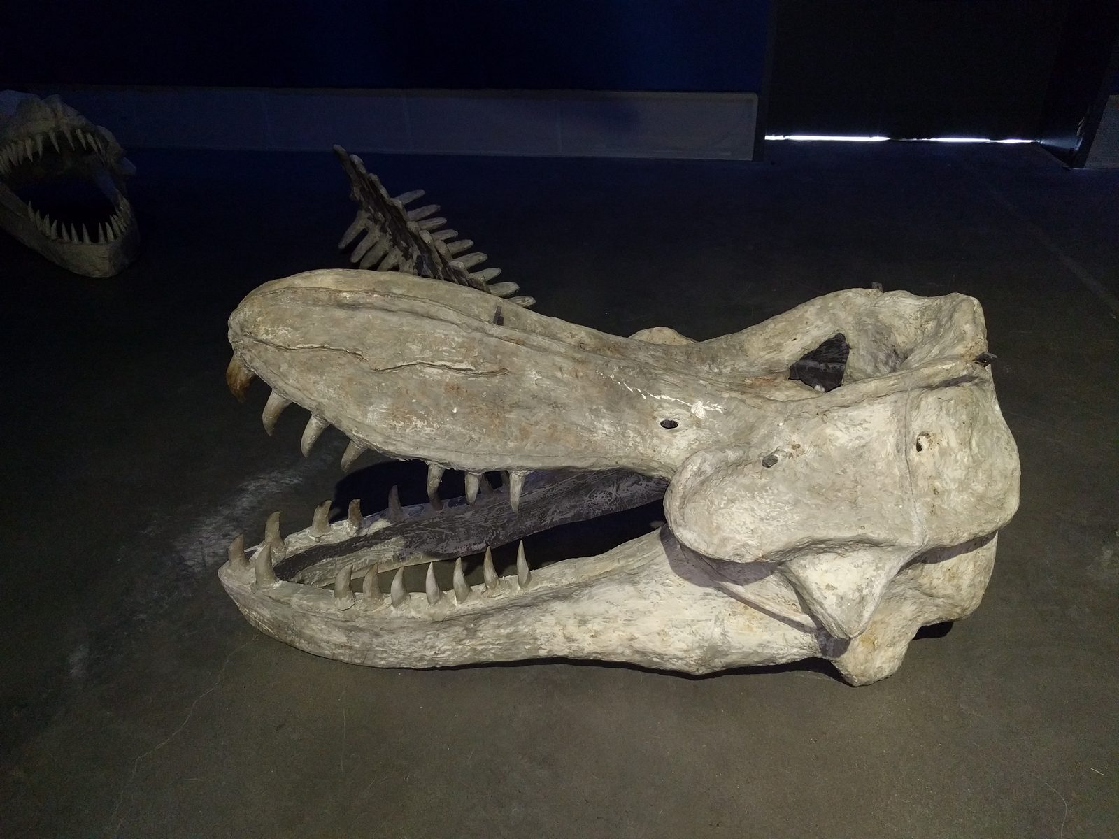 Sperm whale skeleton on display