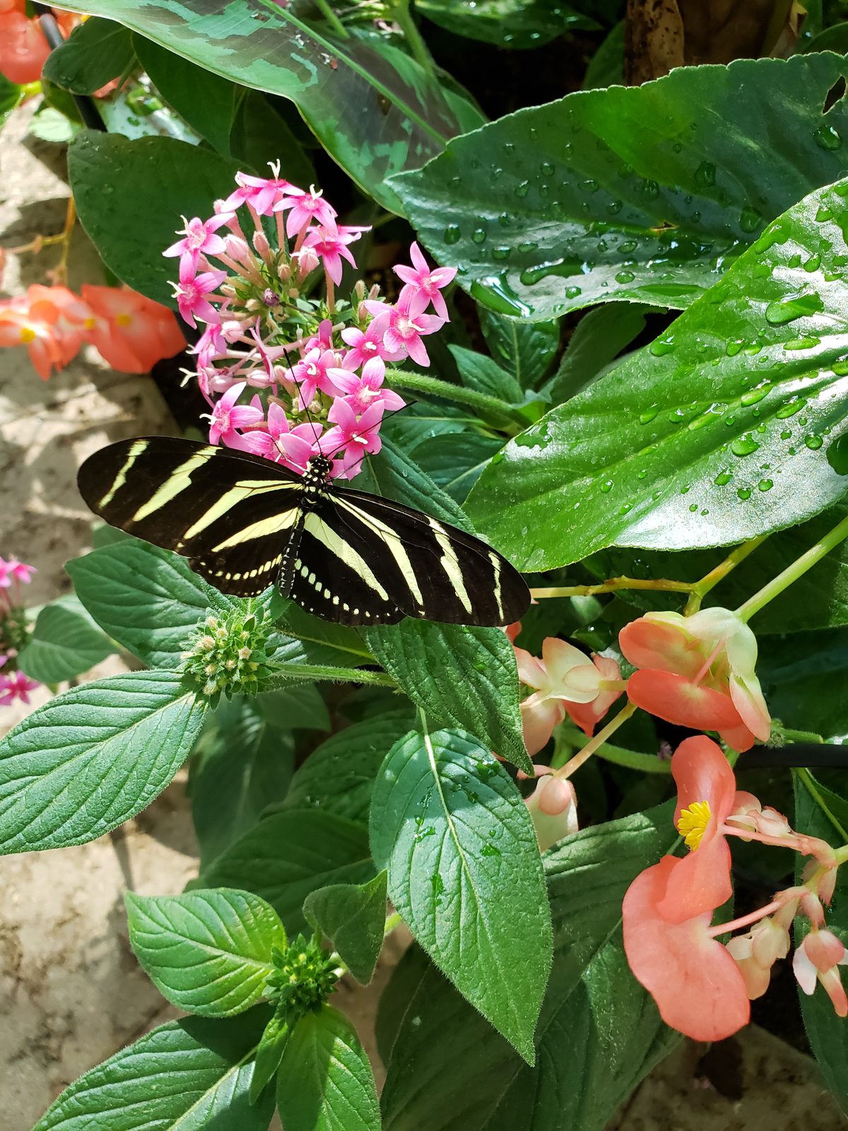 Butterfly on pink flowers in the butterfly house