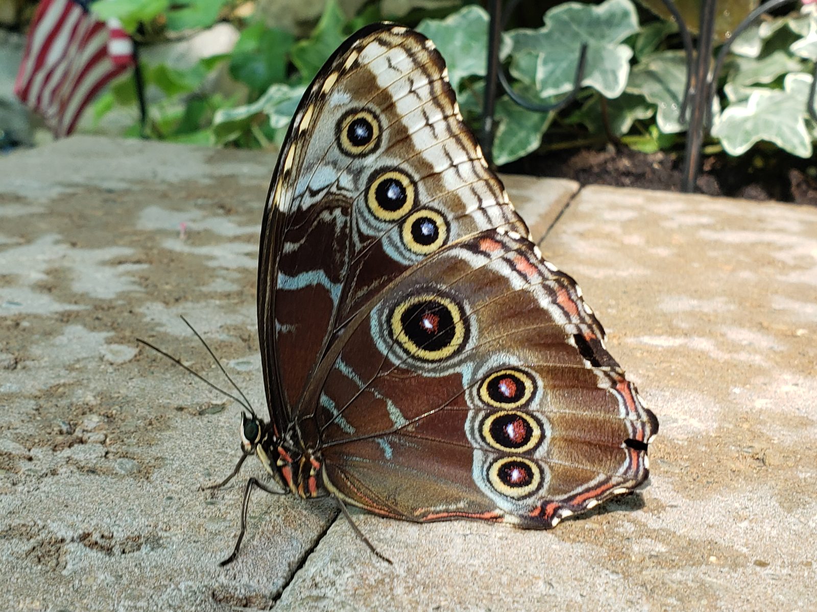 Brown butterfly with big eyespots on the ledge