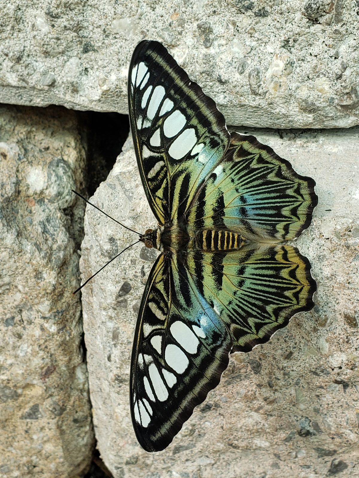 Green and black butterfly resting on the stone