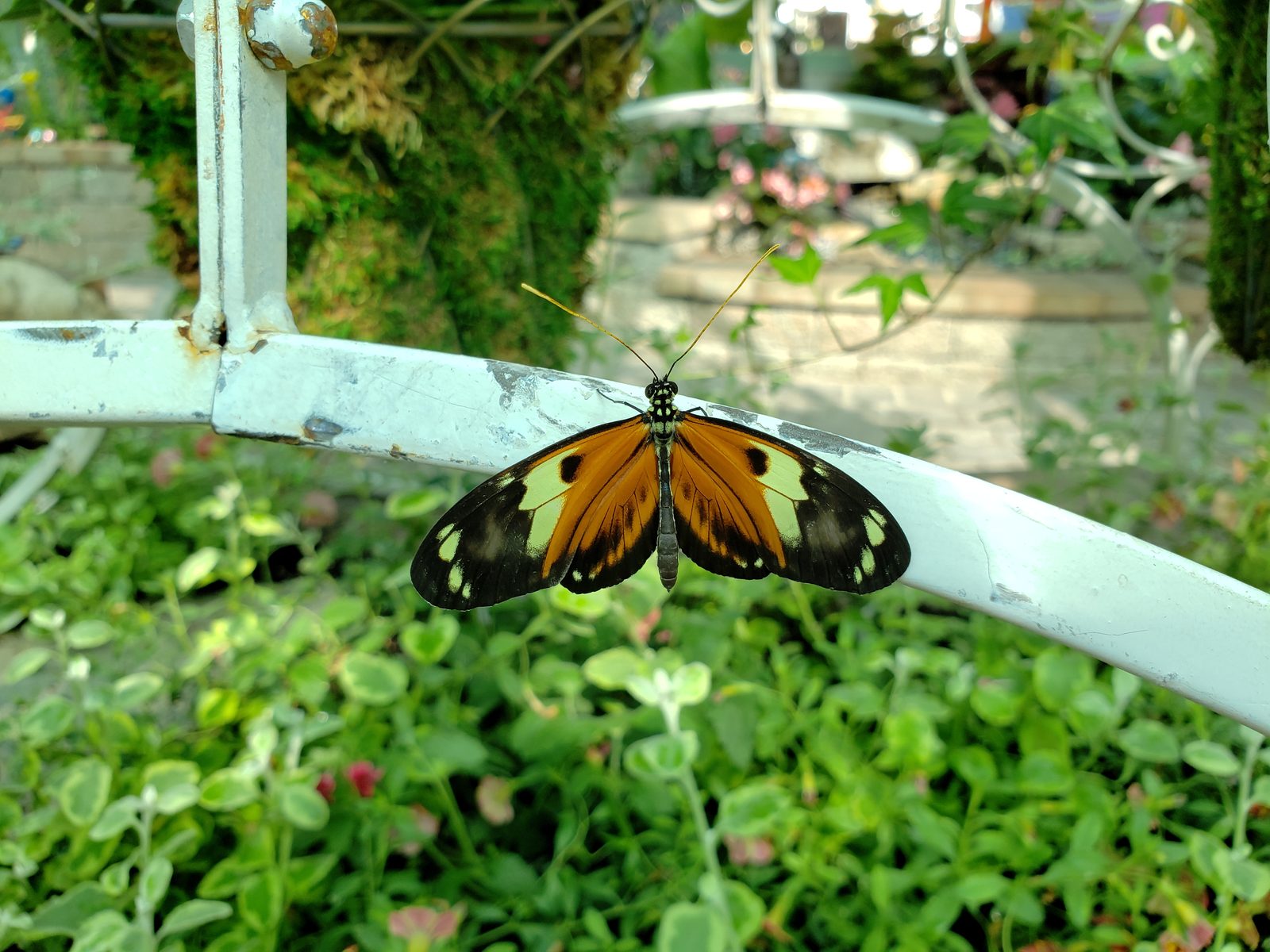 Butterfly resting on a railing in the butterfly house