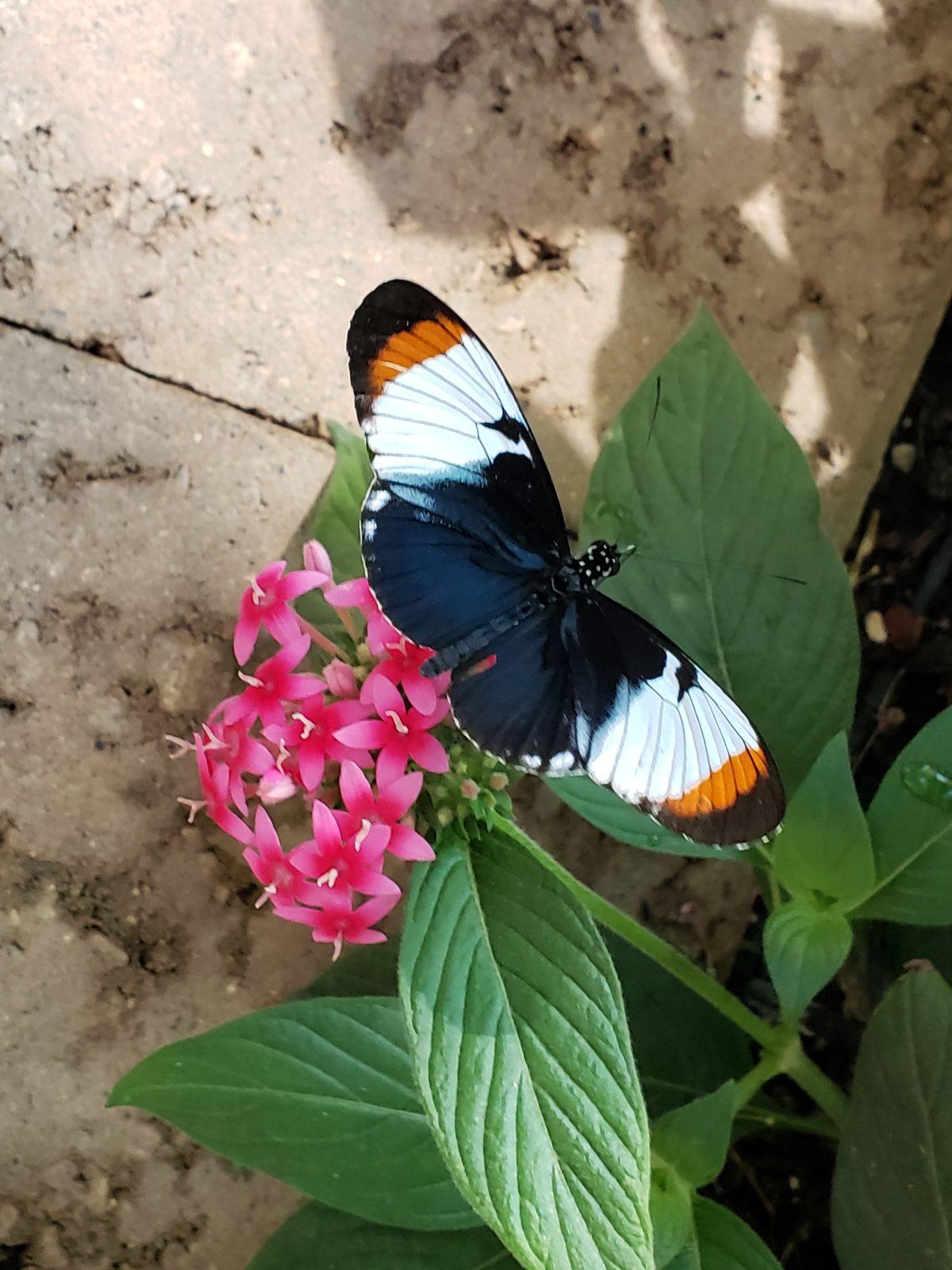 Butterfly on pink flowers in the butterfly house