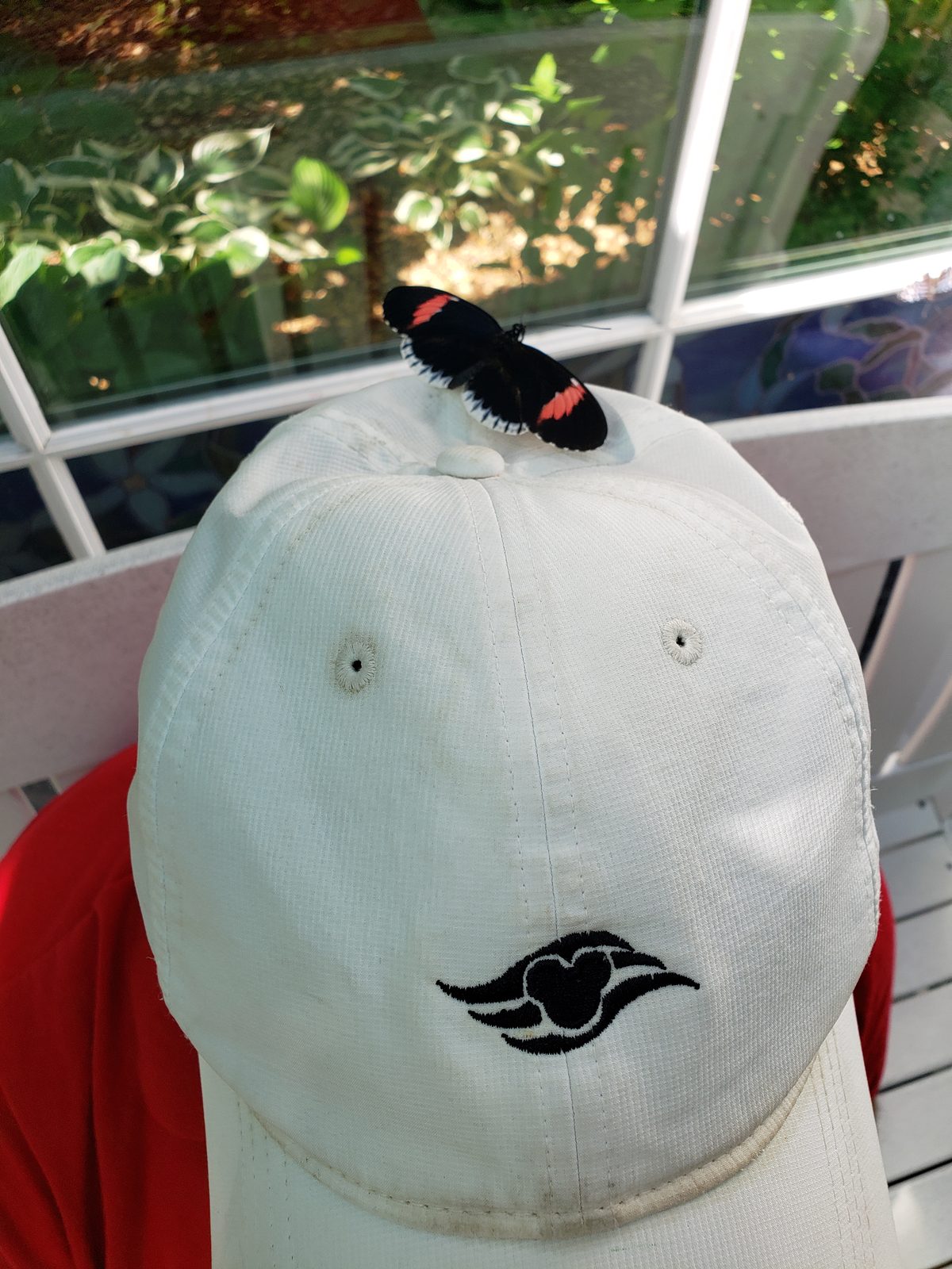 A butterfly riding on a cap in the butterfly house