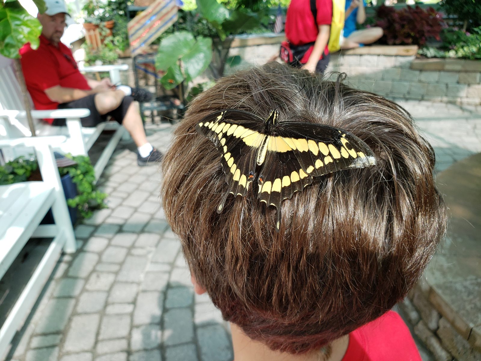 A swallowtail hitching a ride in the butterfly house