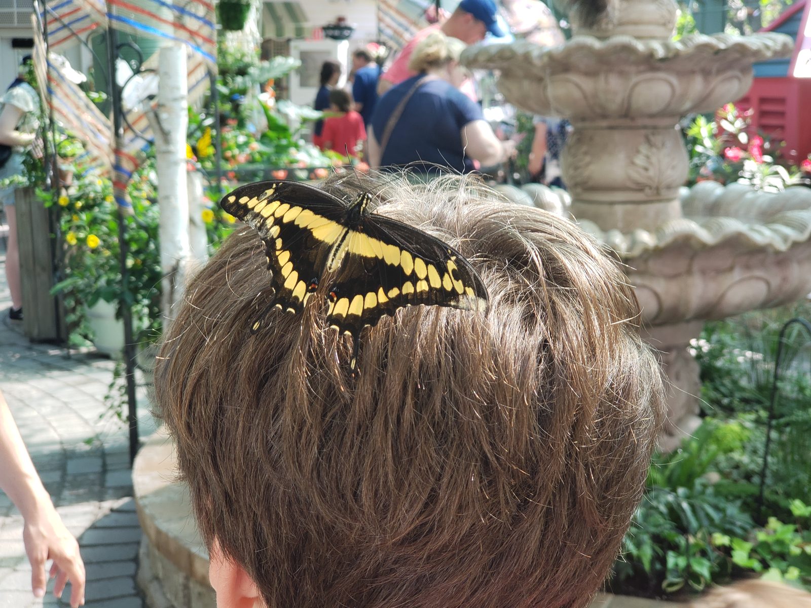 A big yellow and black butterfly on Thomas's head