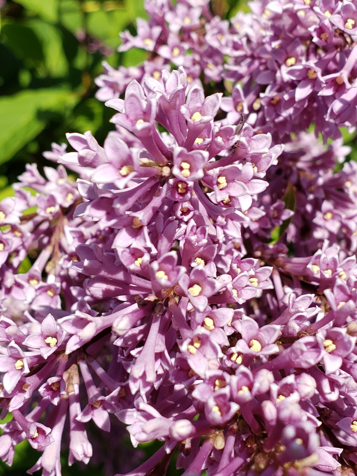 Purple flower clusters on Mackinac Island