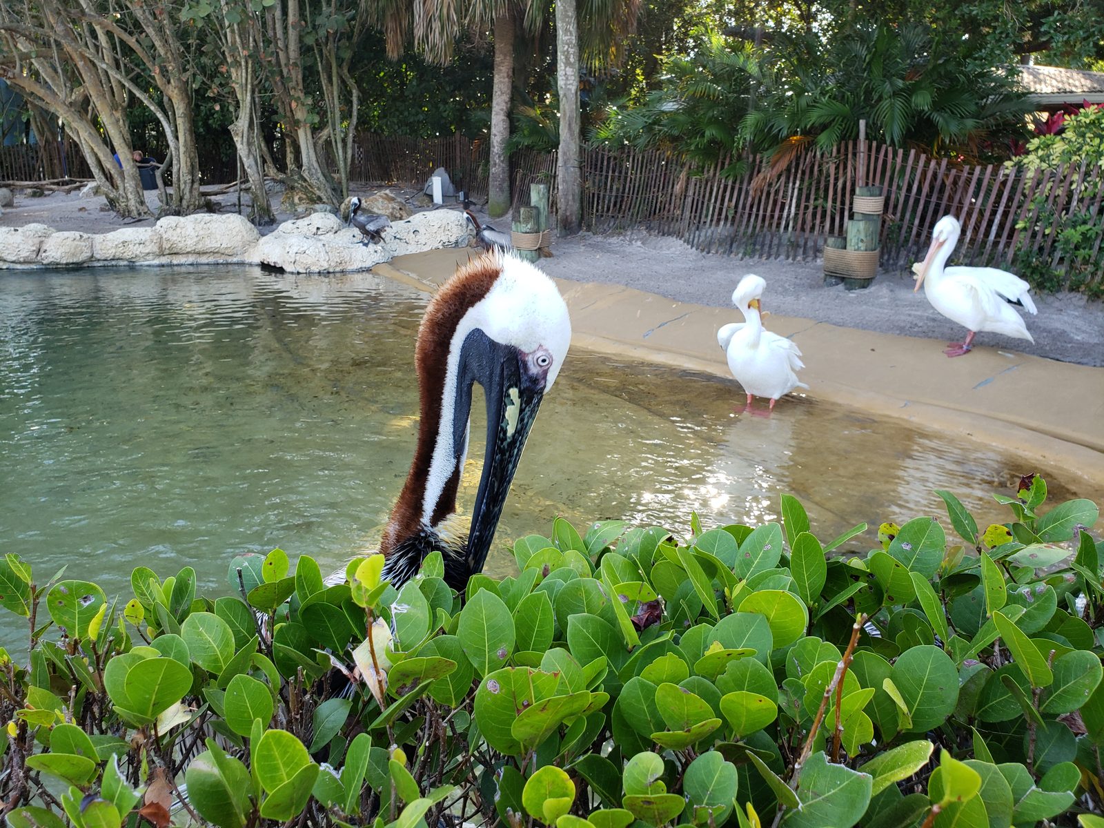 Pelicans along the SeaWorld walkway