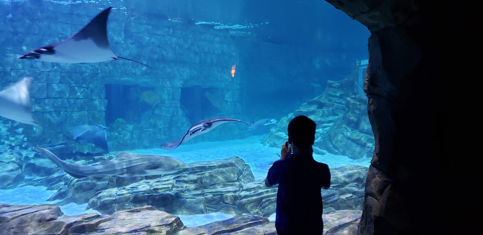 A ray gliding through the shark tunnel