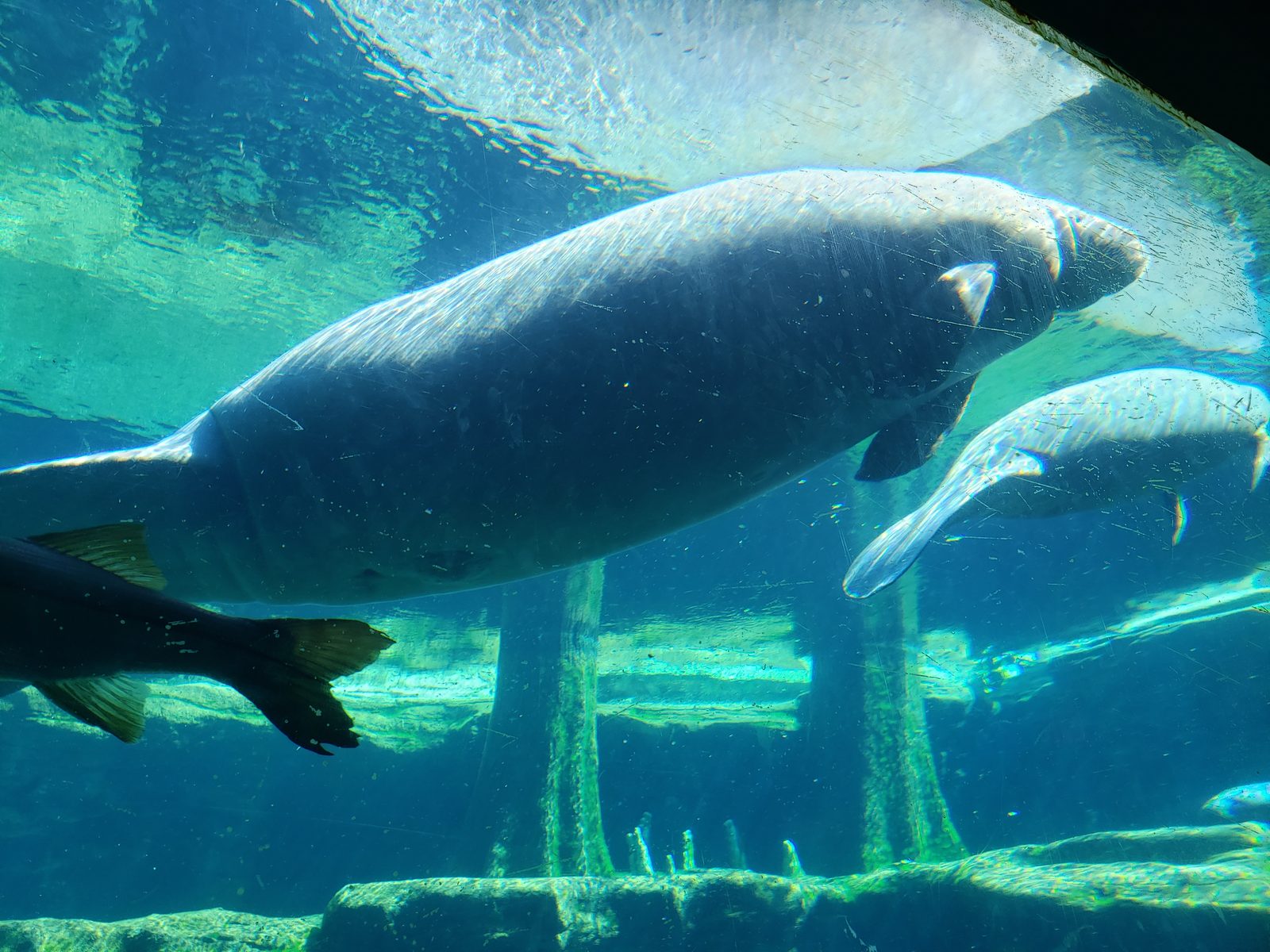 A manatee at the underwater viewing window