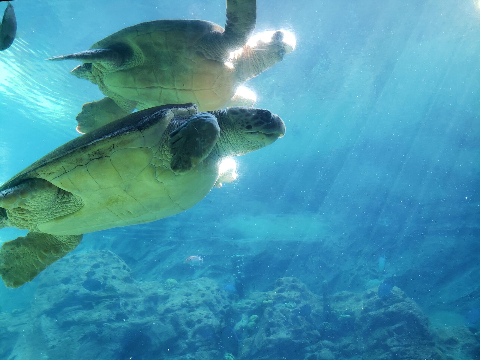 Sea turtles drifting past together