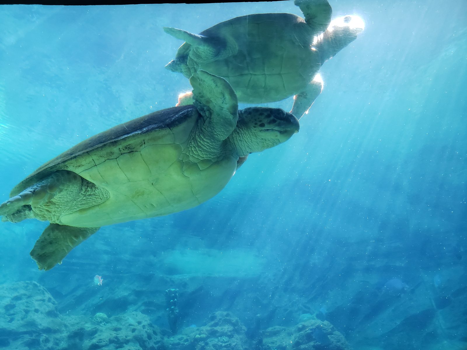 Sea turtles at SeaWorld