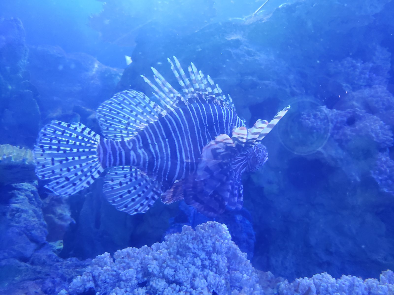 A lionfish in the reef tank