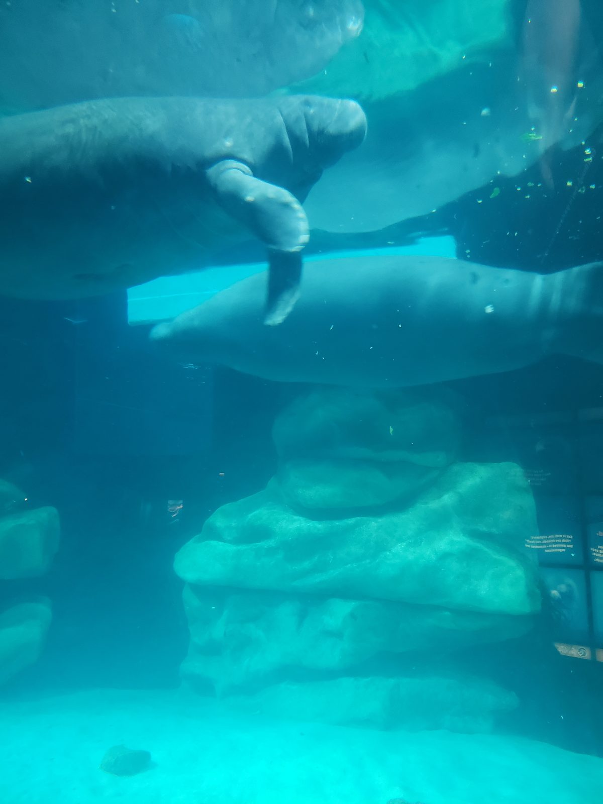 Manatees gliding past at The Seas with Nemo and Friends
