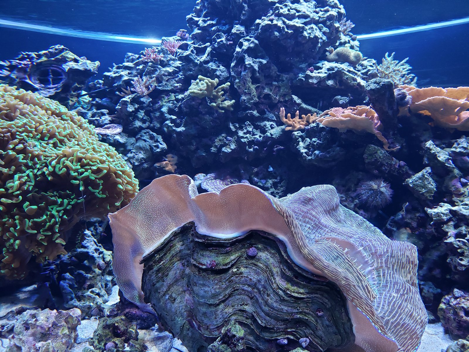 The giant clam at the Seas aquarium