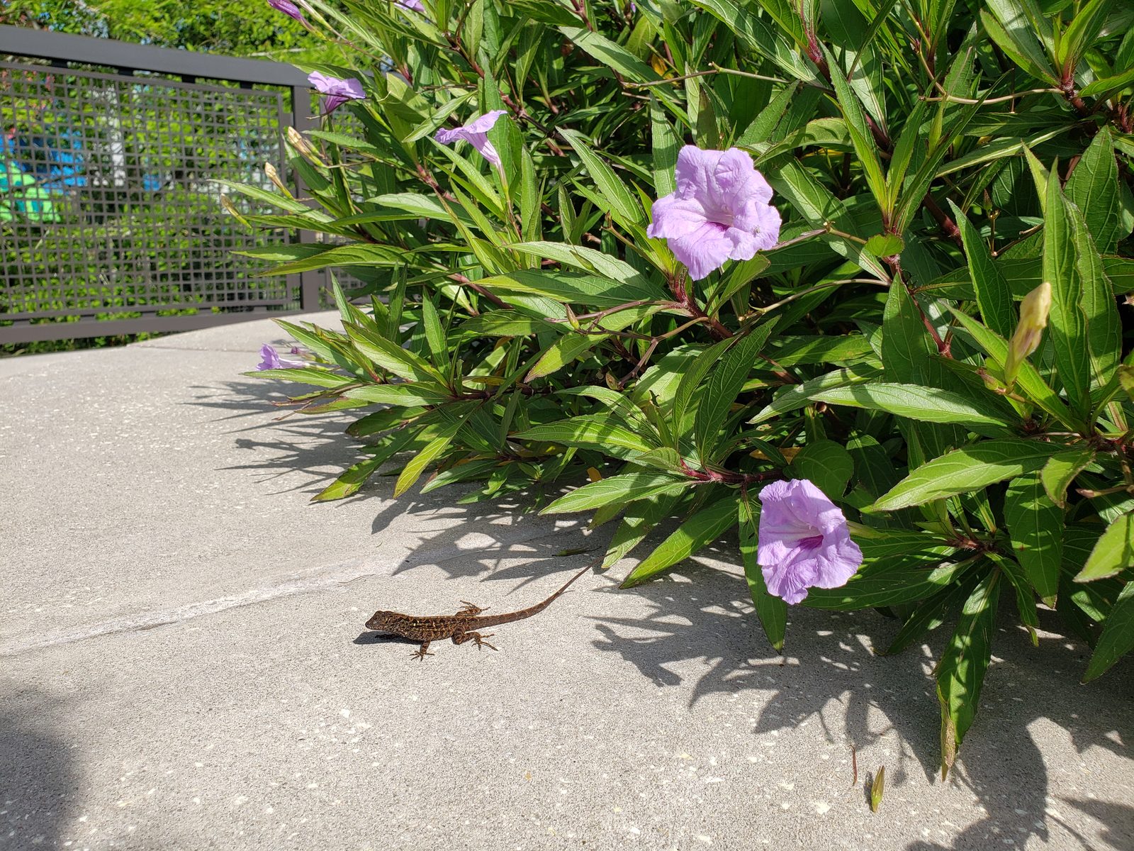 A lizard hiding in the flowers at Art of Animation