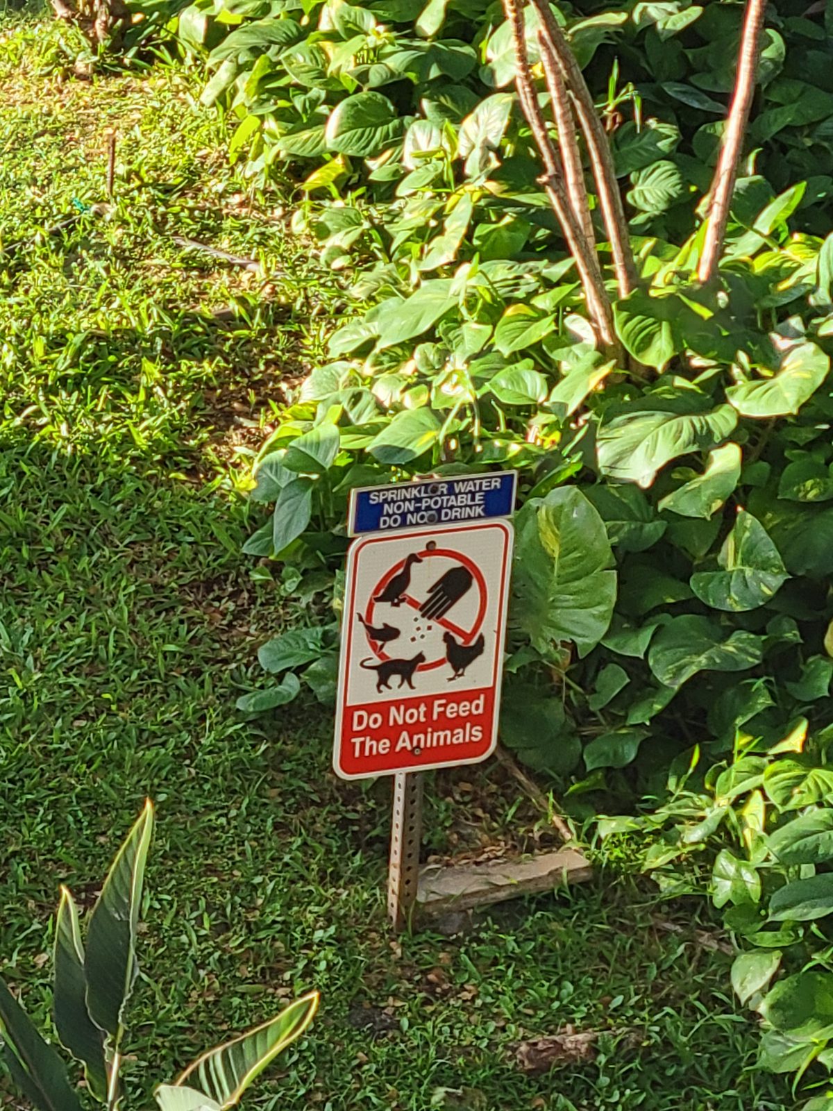 A reminder not to feed Aulani's birds