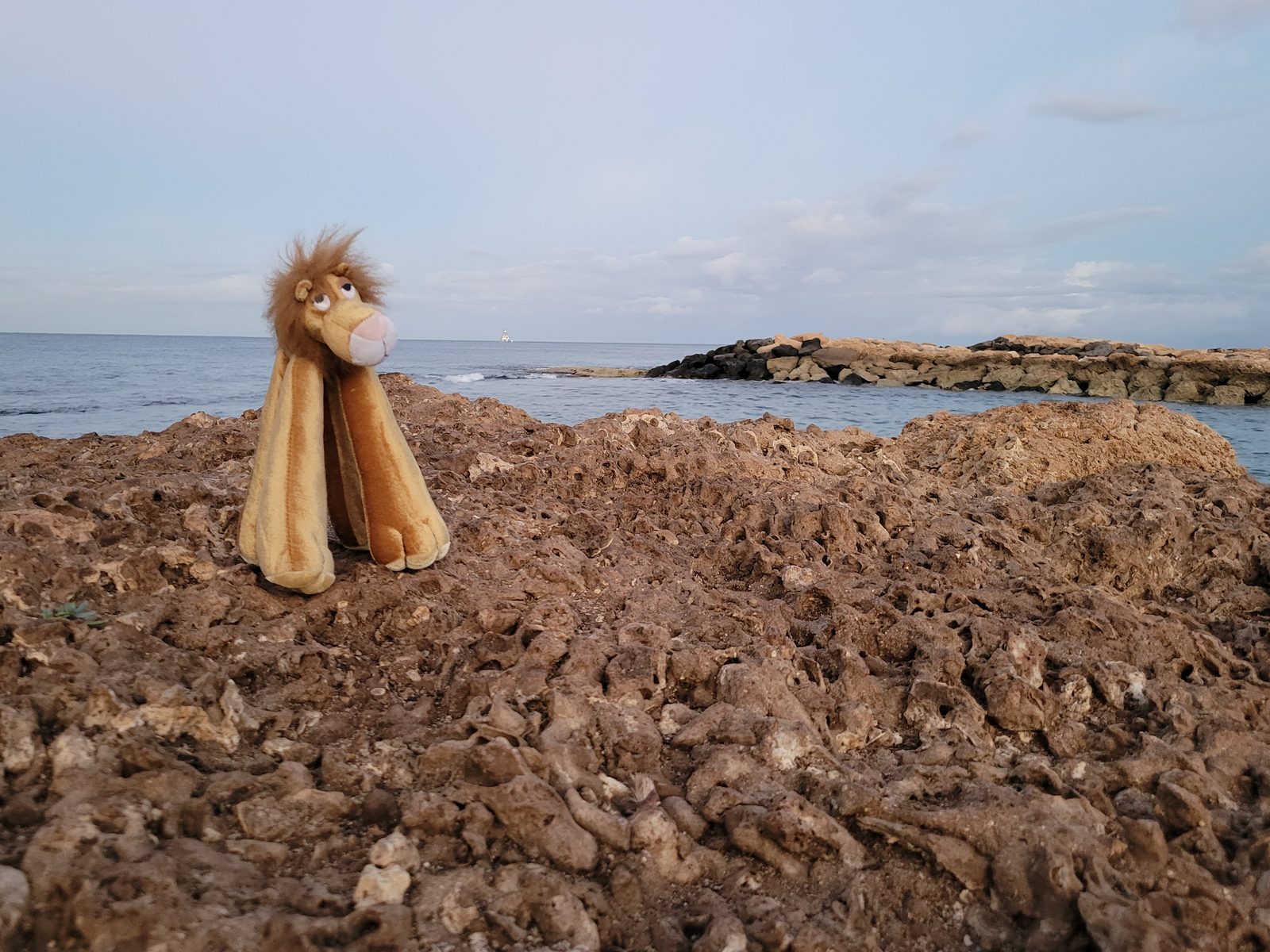 Leo watches the sunrise from the rocks