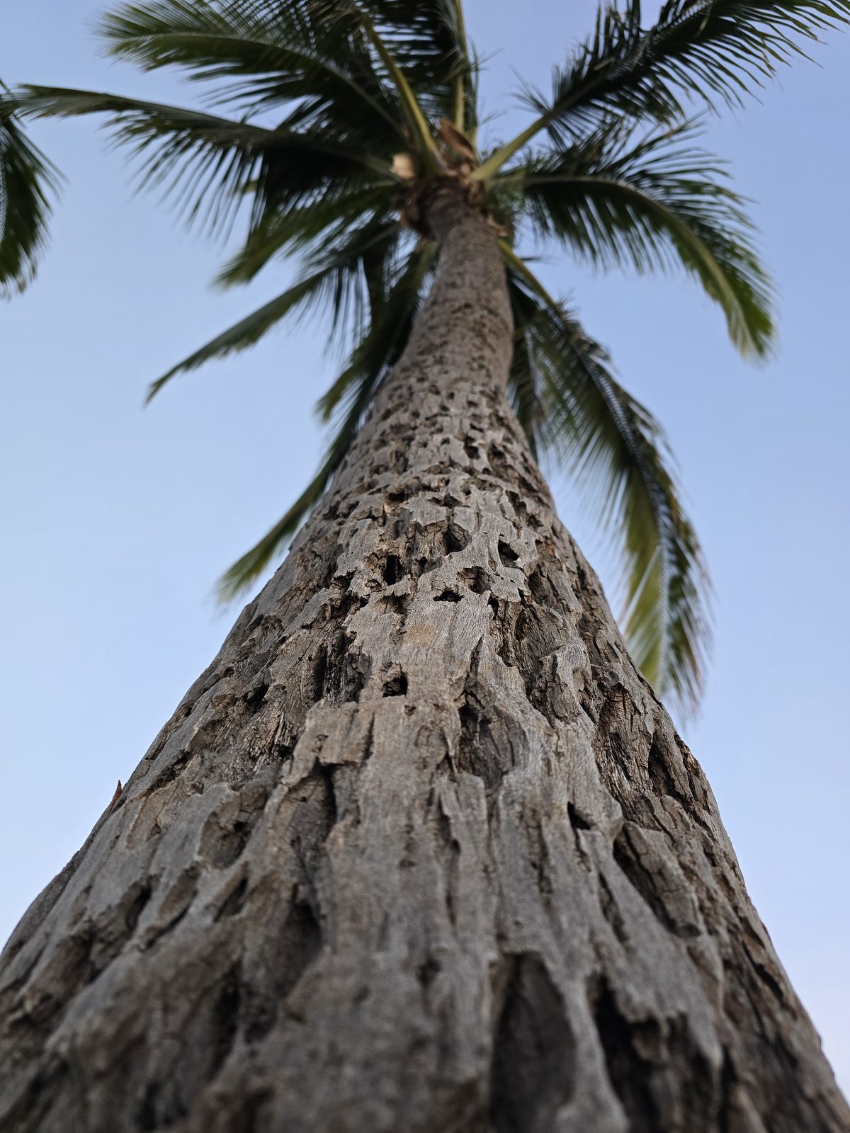Looking up a palm tree at Aulani