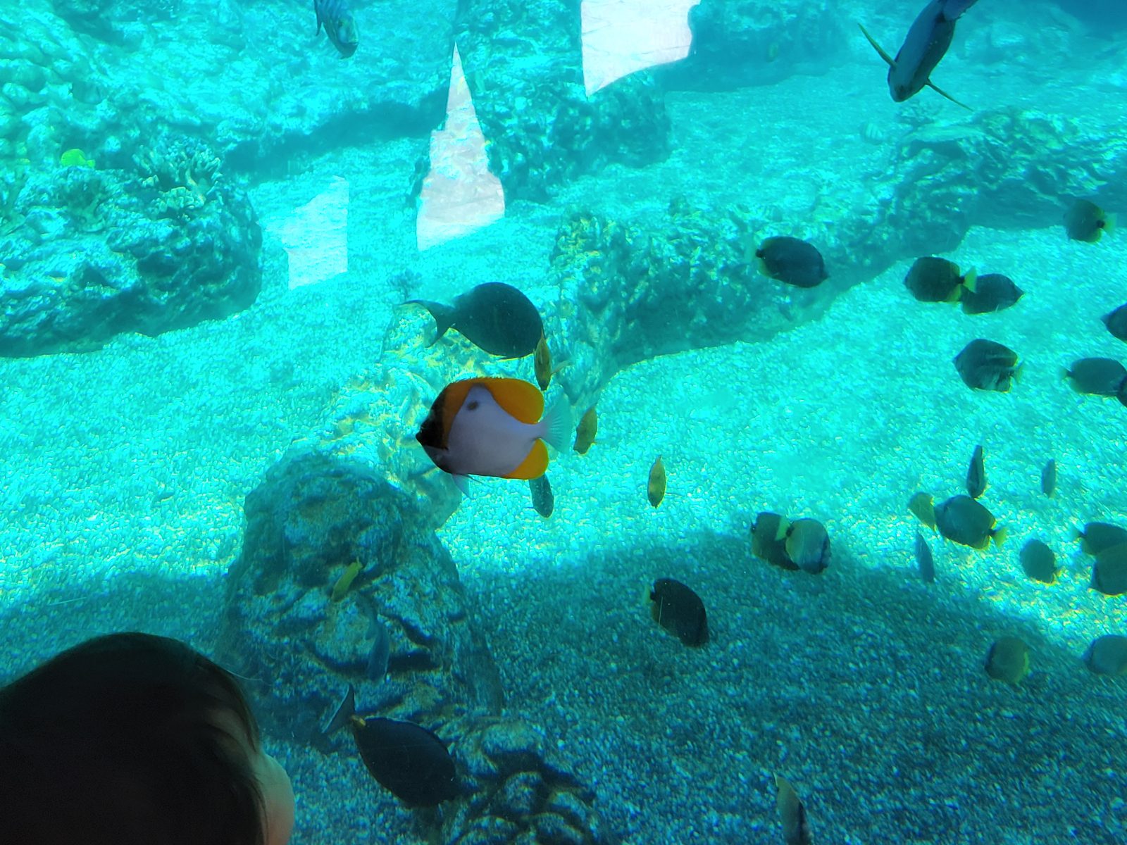 Fish swimming through the resort's lagoon