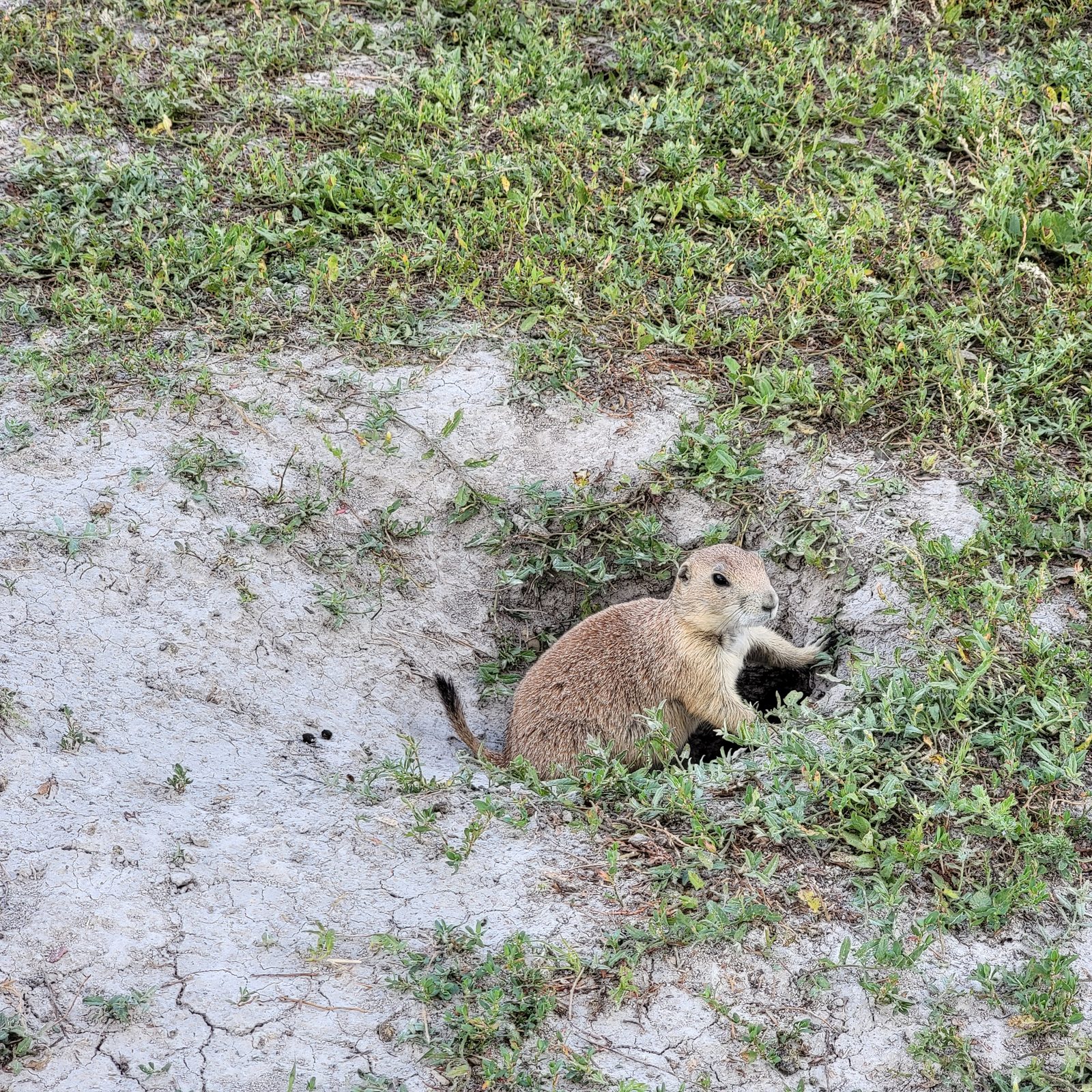 A prairie dog popping out of its burrow