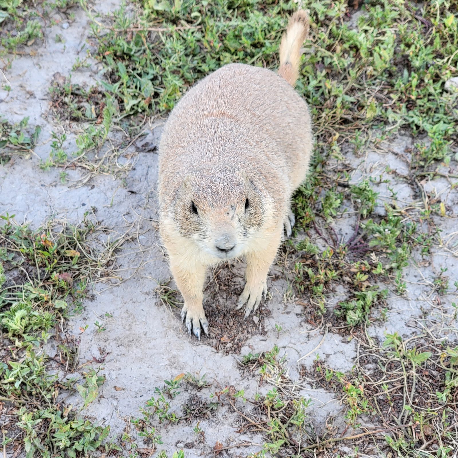 A prairie dog by the Badlands Trading Post