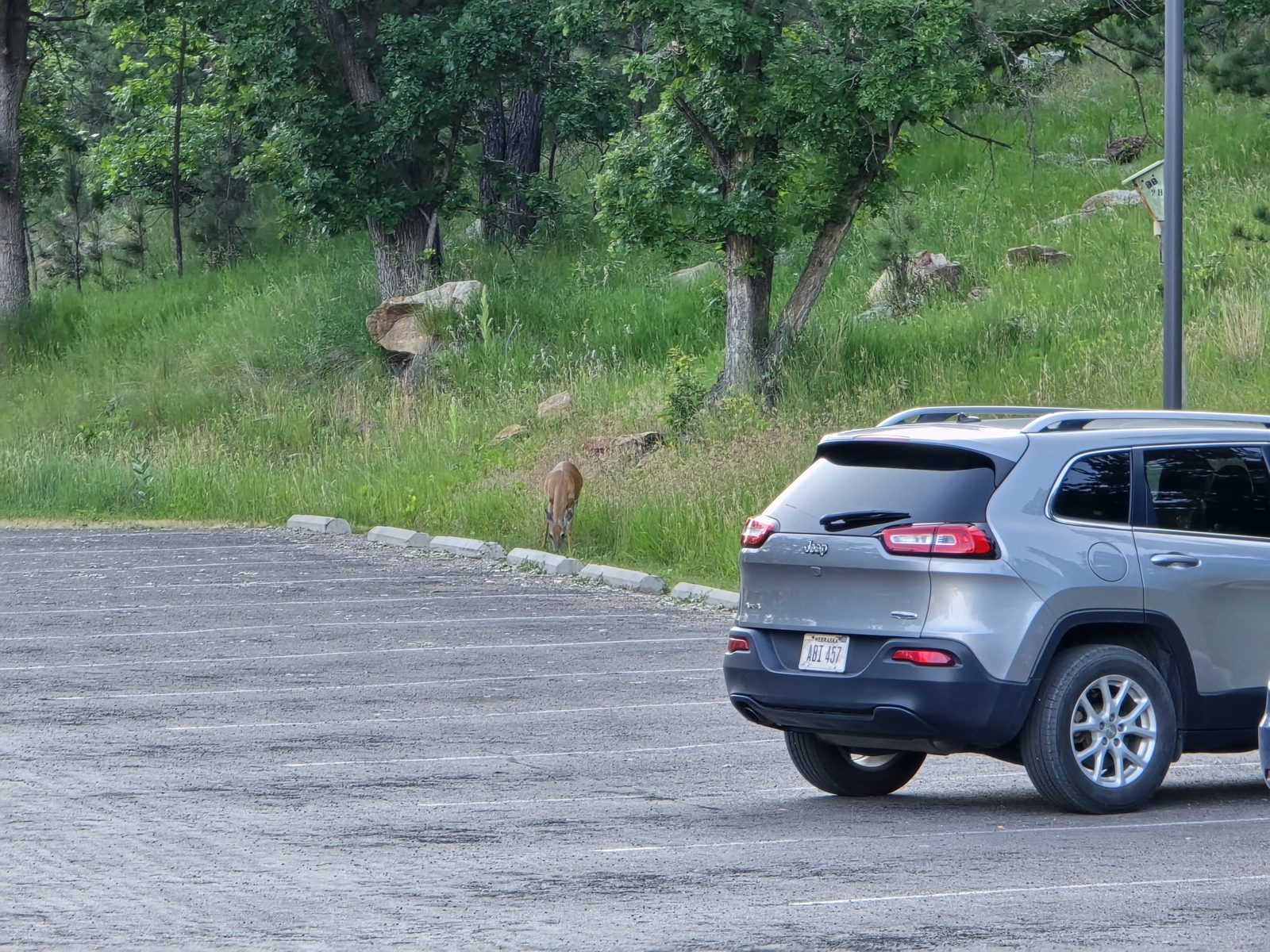 Custer State Park, SD