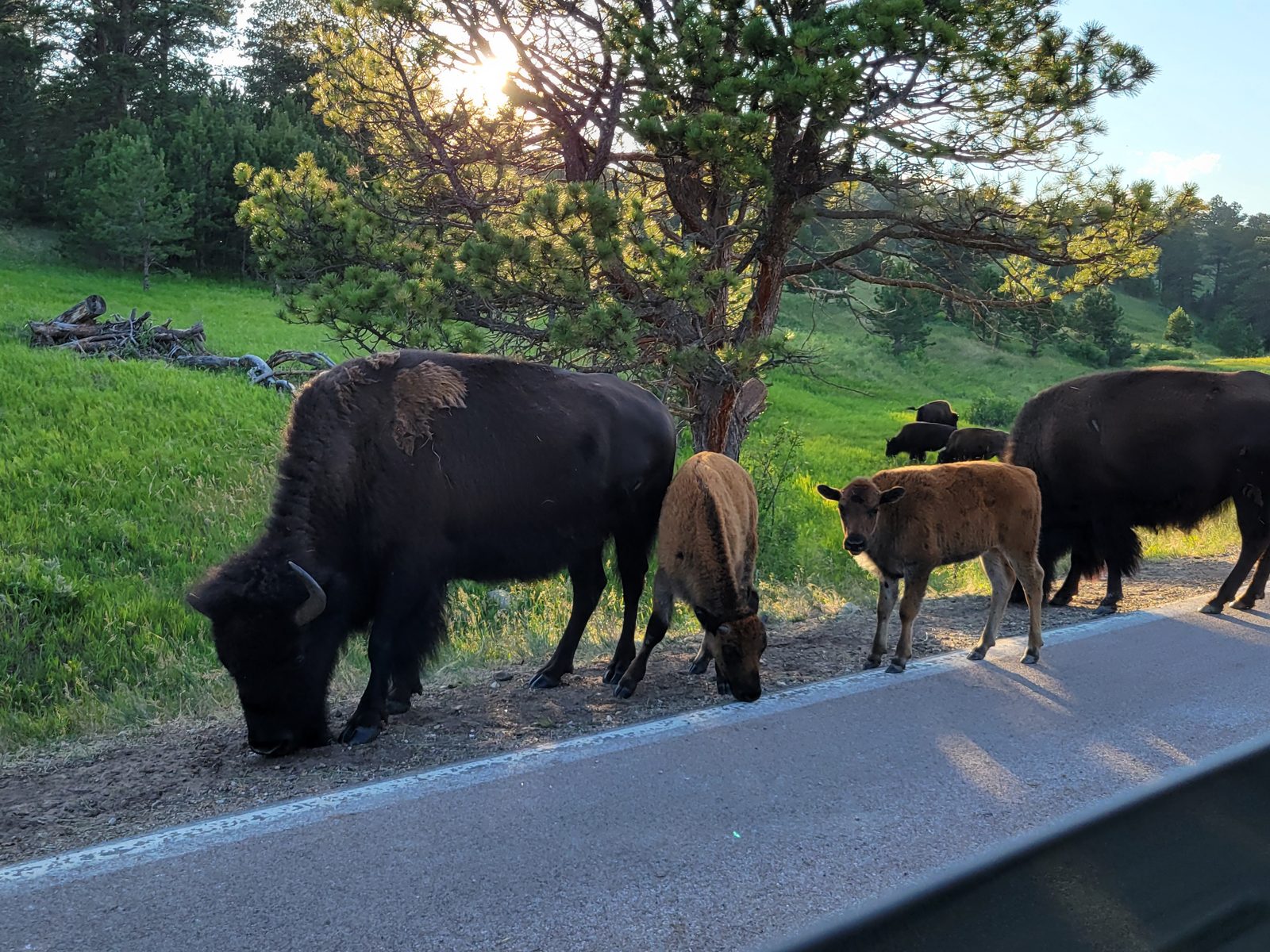A bison and calf block the road